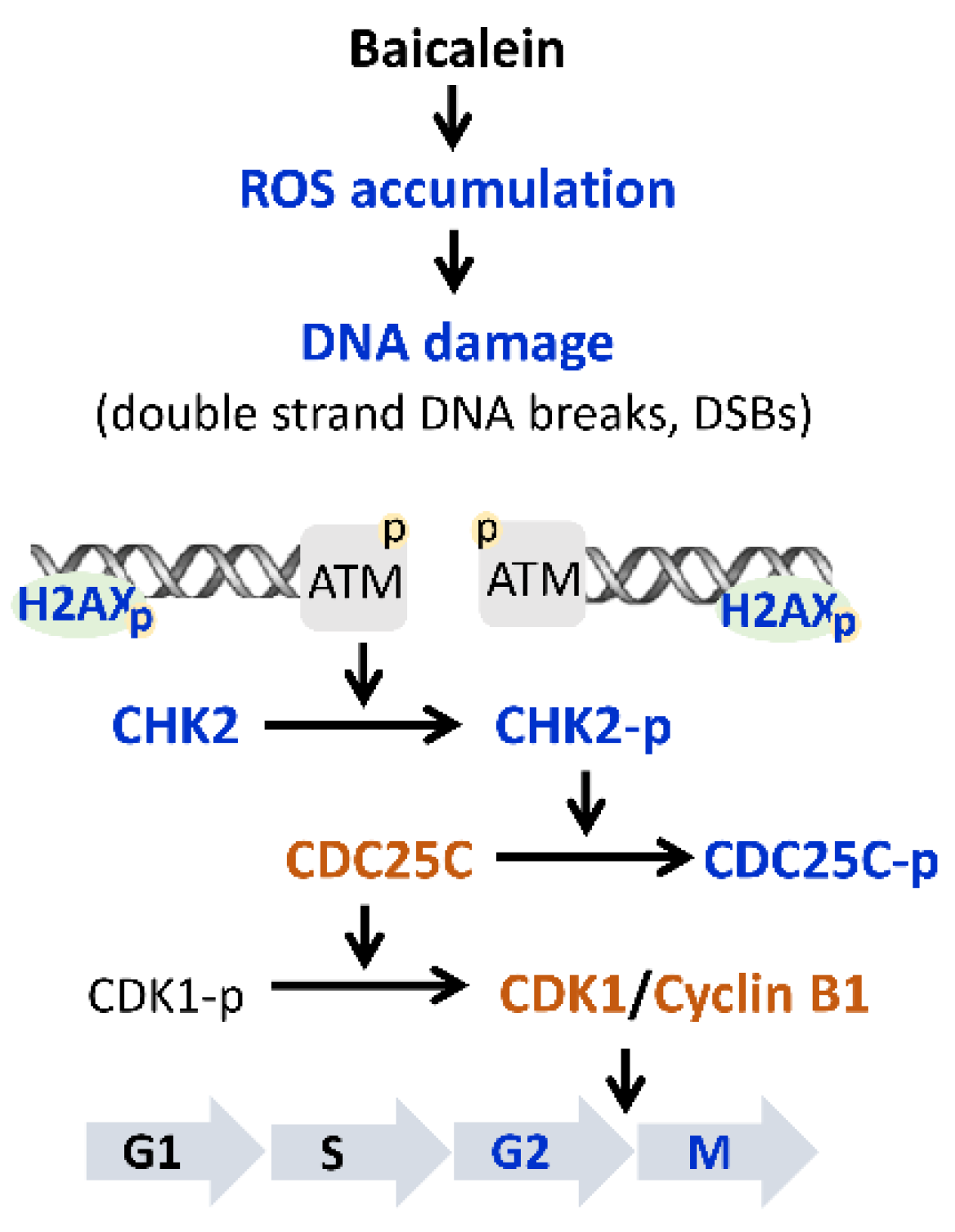 Molecules | Free Full-Text | Baicalein Induces G2/M Cell Cycle Arrest