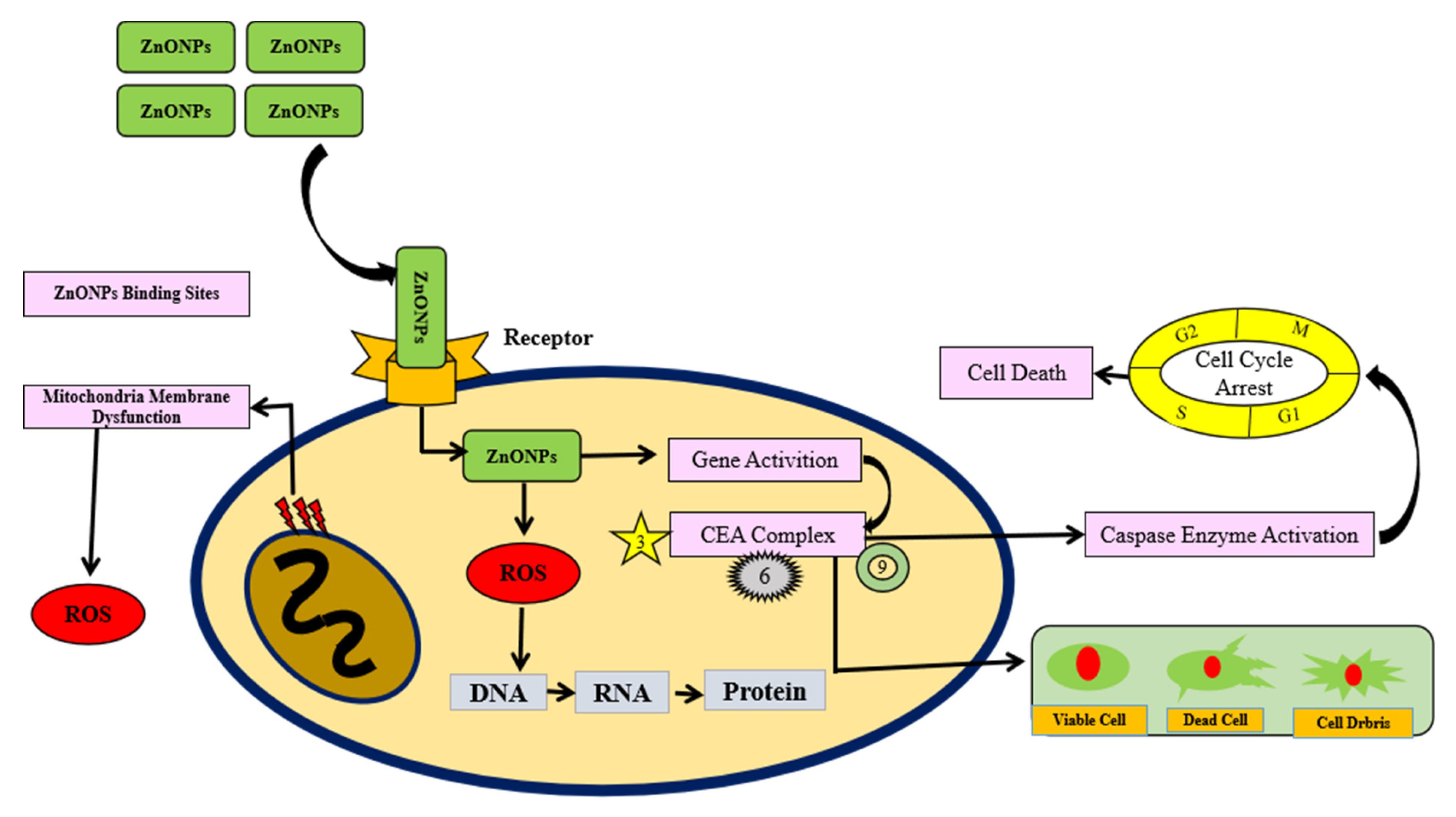 Molecules 28 01064 g005 Molecules 28 01064 g005