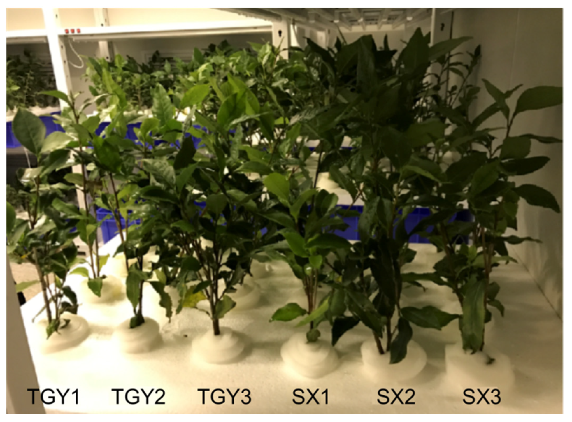 Molecules 28 01124 g006