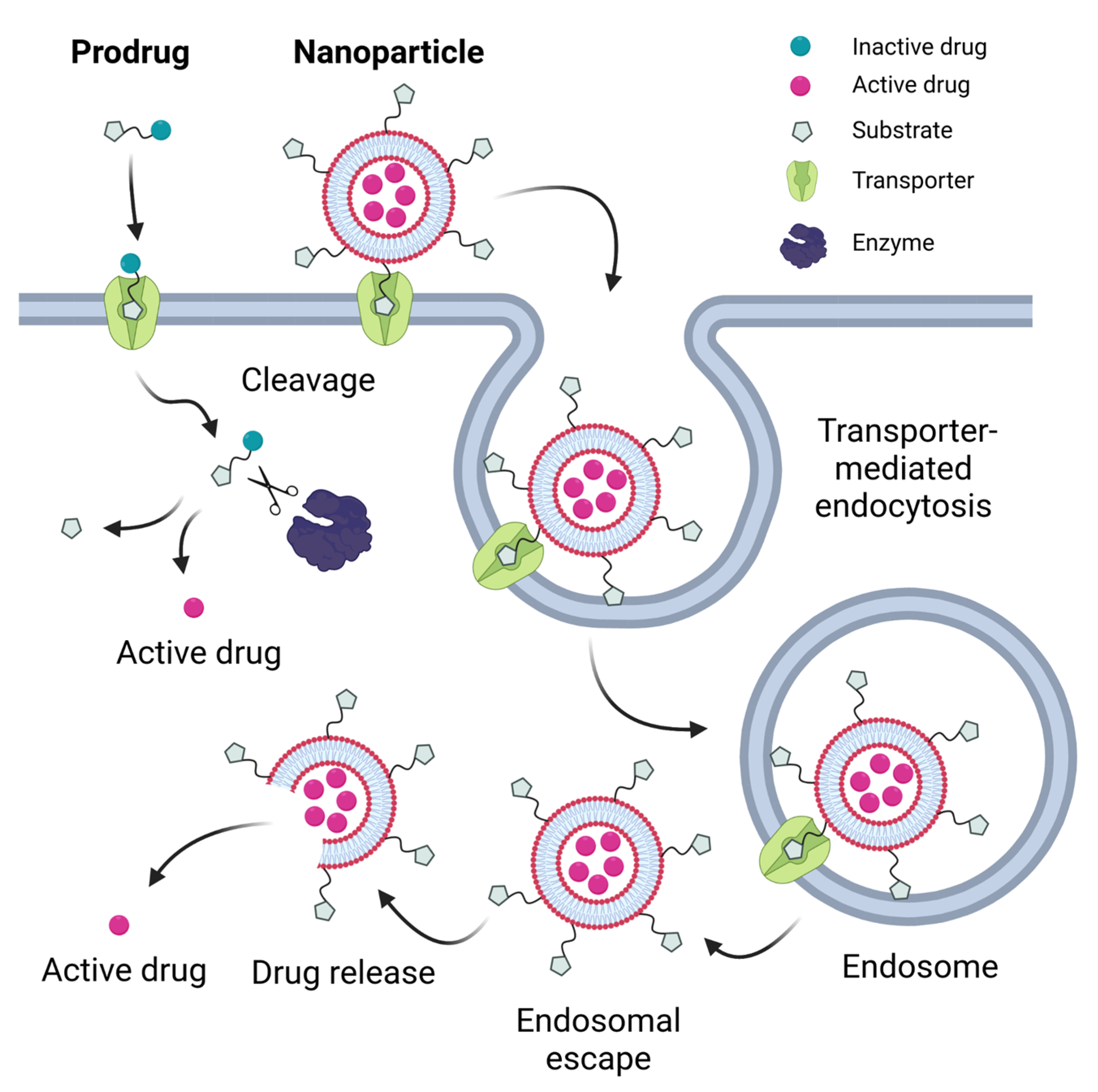 Molecules | Free Full-Text | Transporter-Mediated Drug Delivery