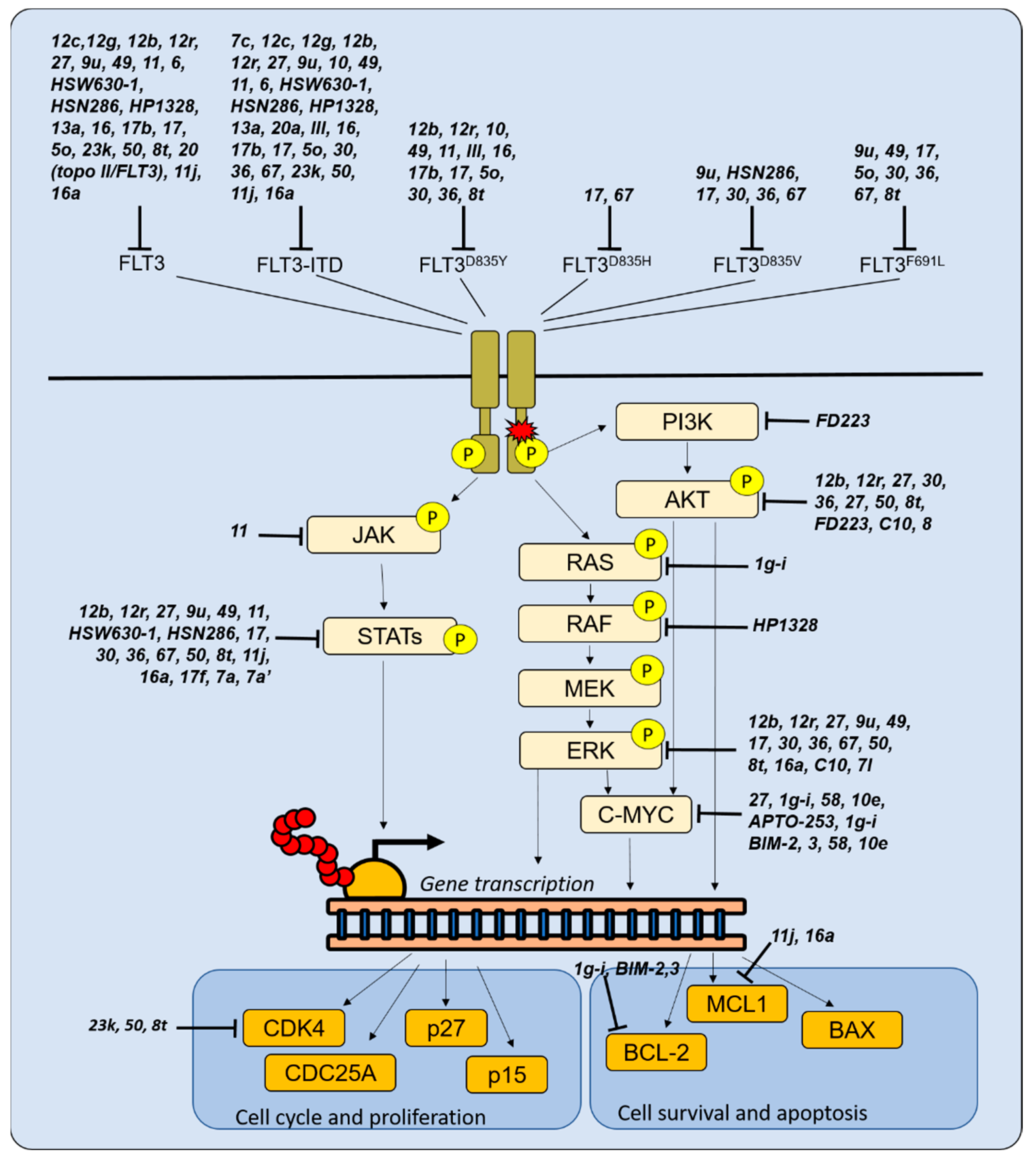 Molecules Free Full Text Targeting Proliferation Signals and