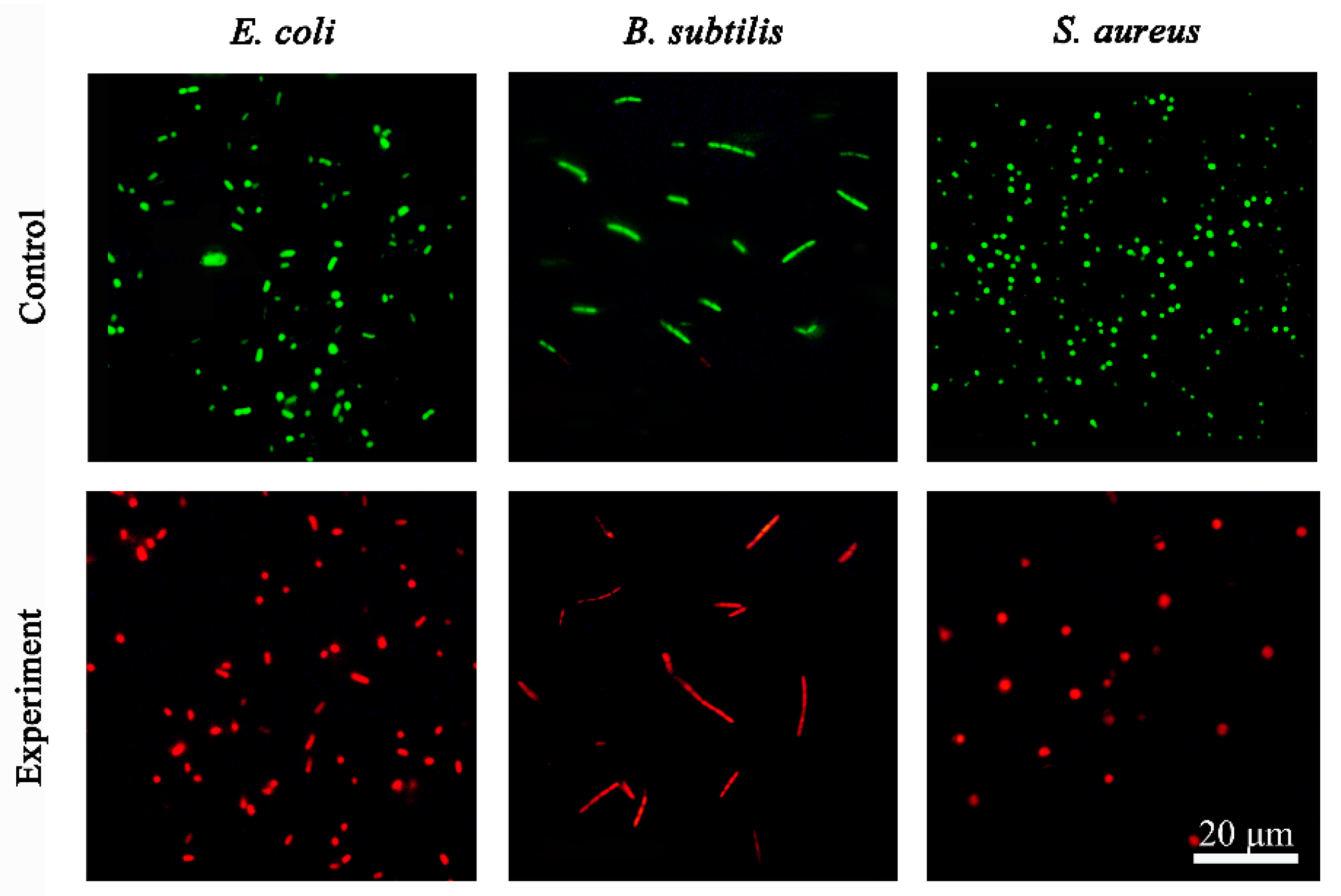 Molecules 28 01319 g005