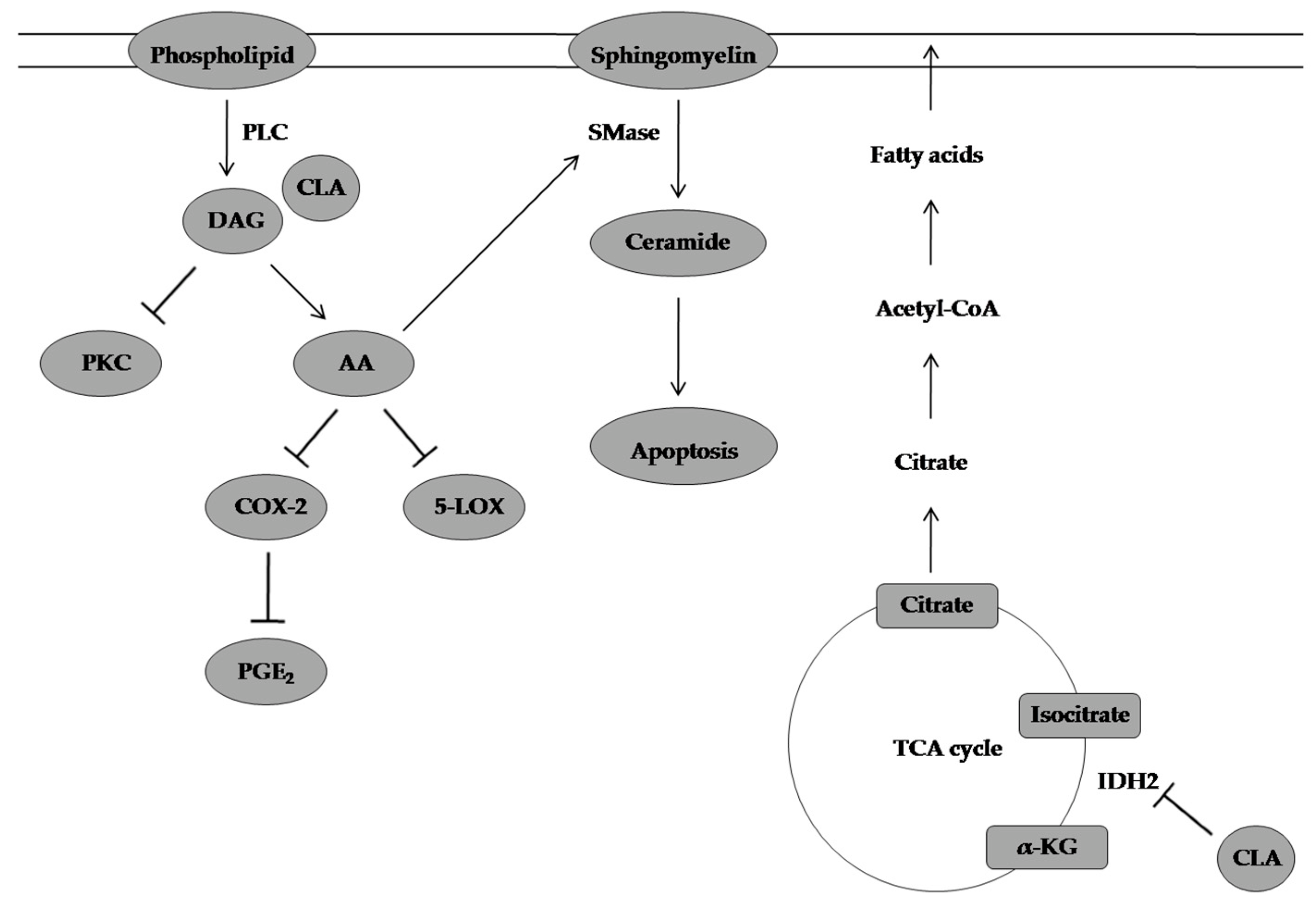 Molecules 28 01441 g007 Molecules 28 01441 g007