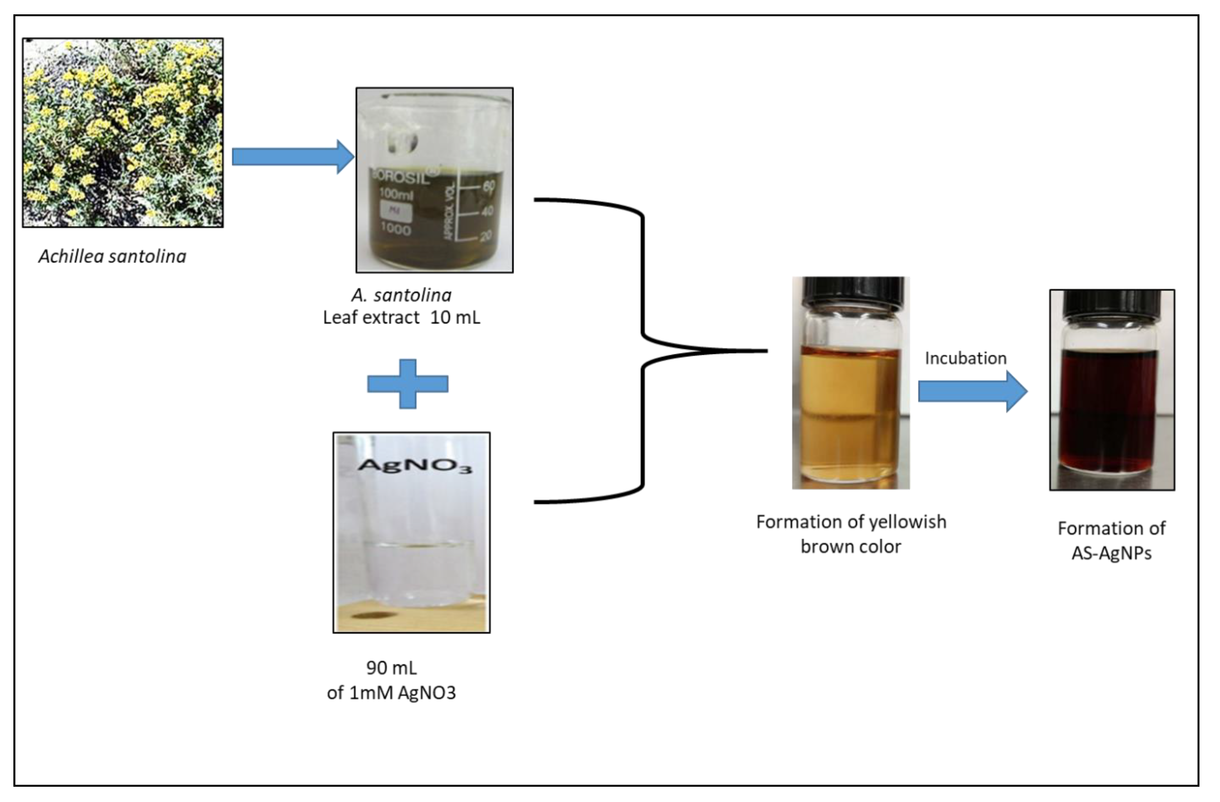 Molecules | Free Full-Text | Potential Treatment of Dermatophyte  Trichophyton rubrum in Rat Model Using Topical Green Biosynthesized Silver  Nanoparticles with Achillea santolina Extract