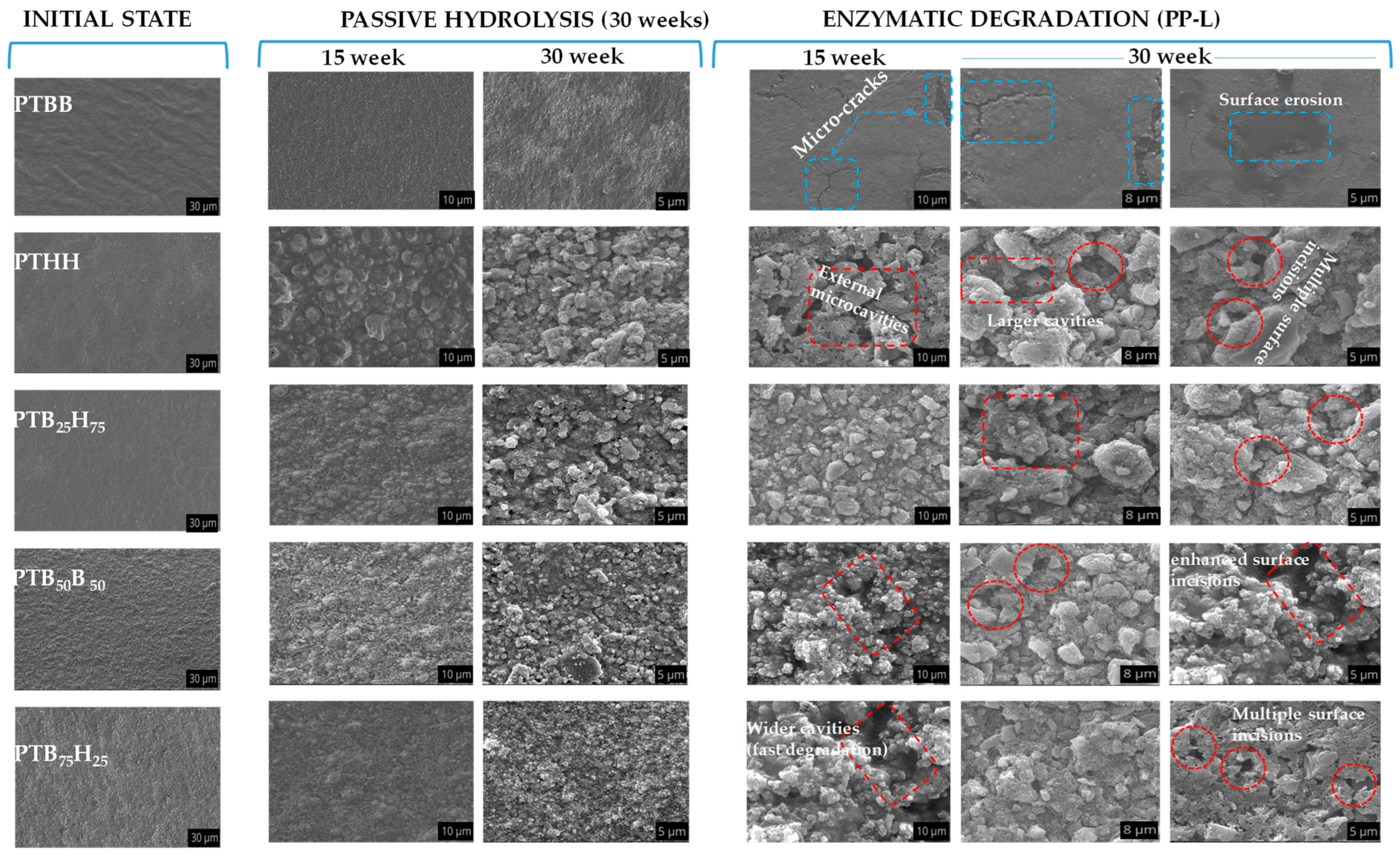 Molecules 28 01825 g010 Molecules 28 01825 g010