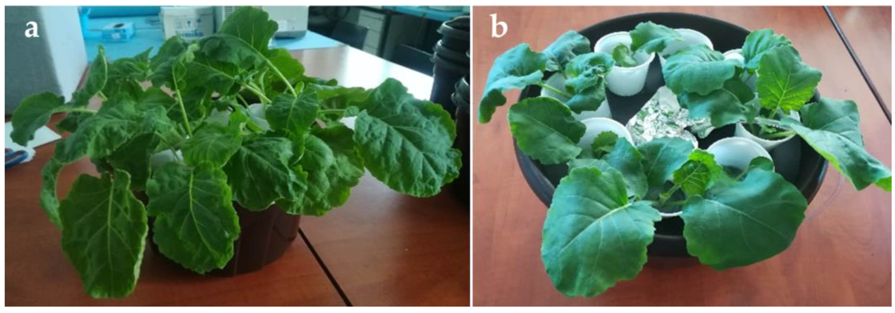 Molecules 28 01840 g002 Molecules 28 01840 g002