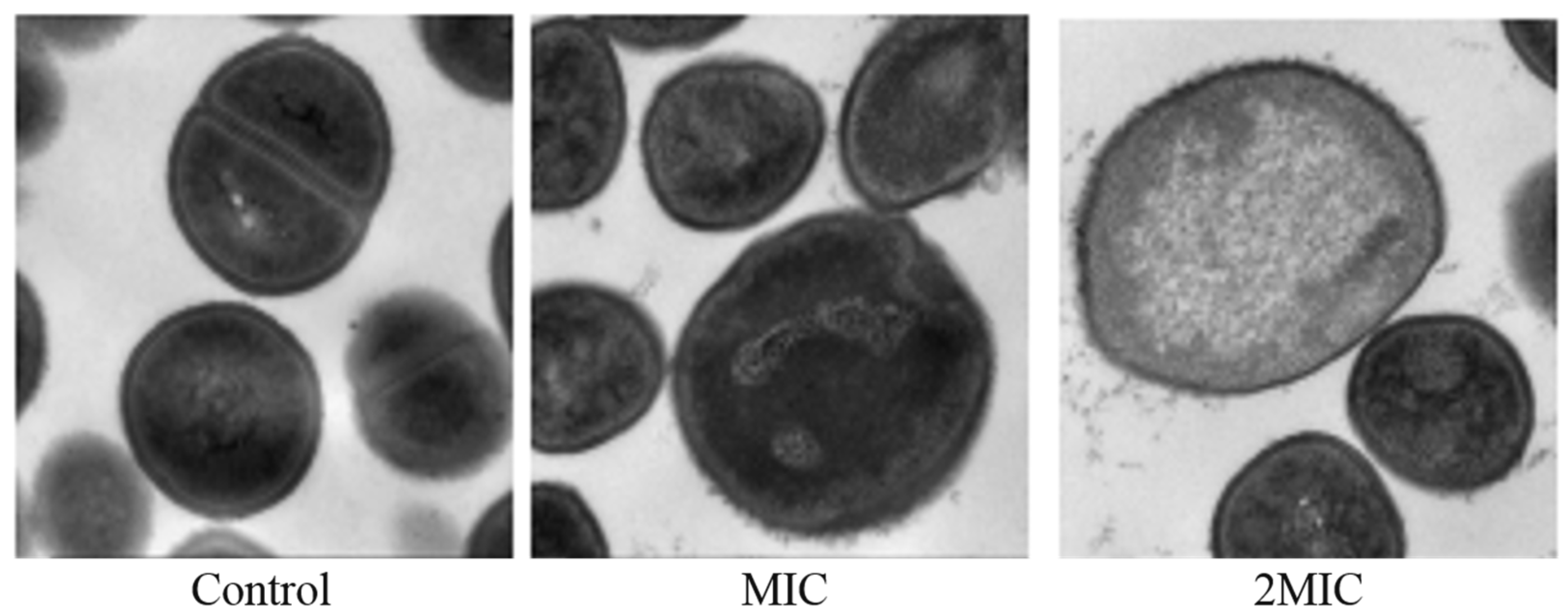 Molecules 28 01895 g009 Molecules 28 01895 g009