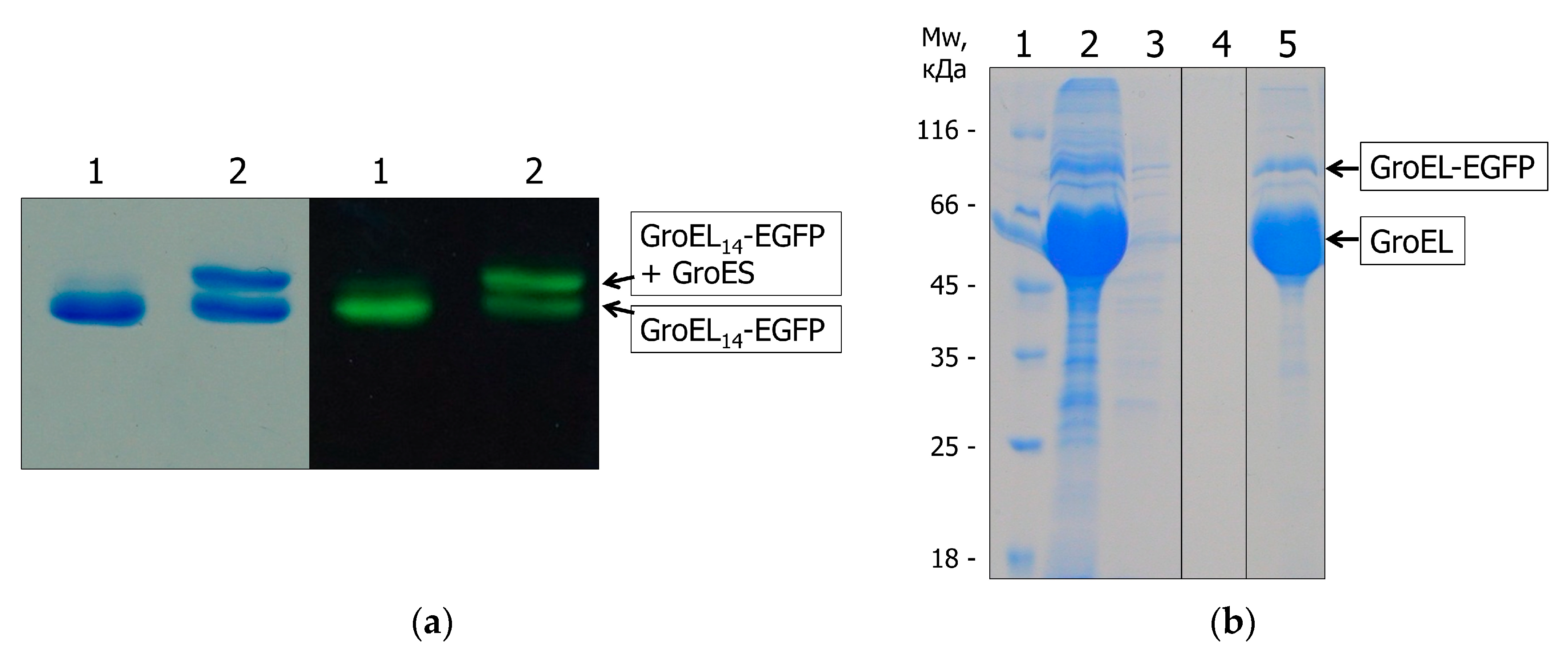 (PDF) An endogenous green fluorescent protein–photoprotein pair