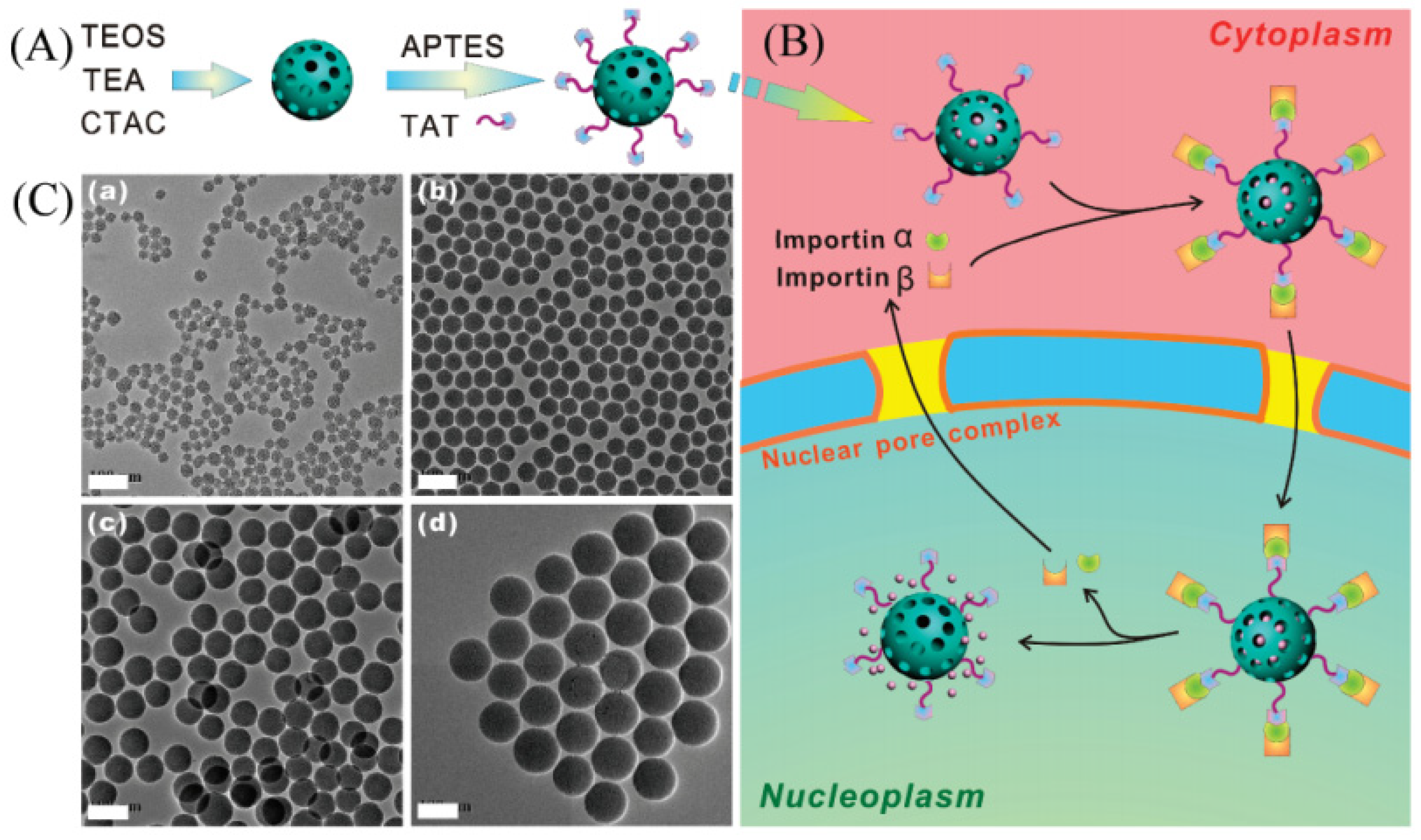Molecules 28 02013 g004