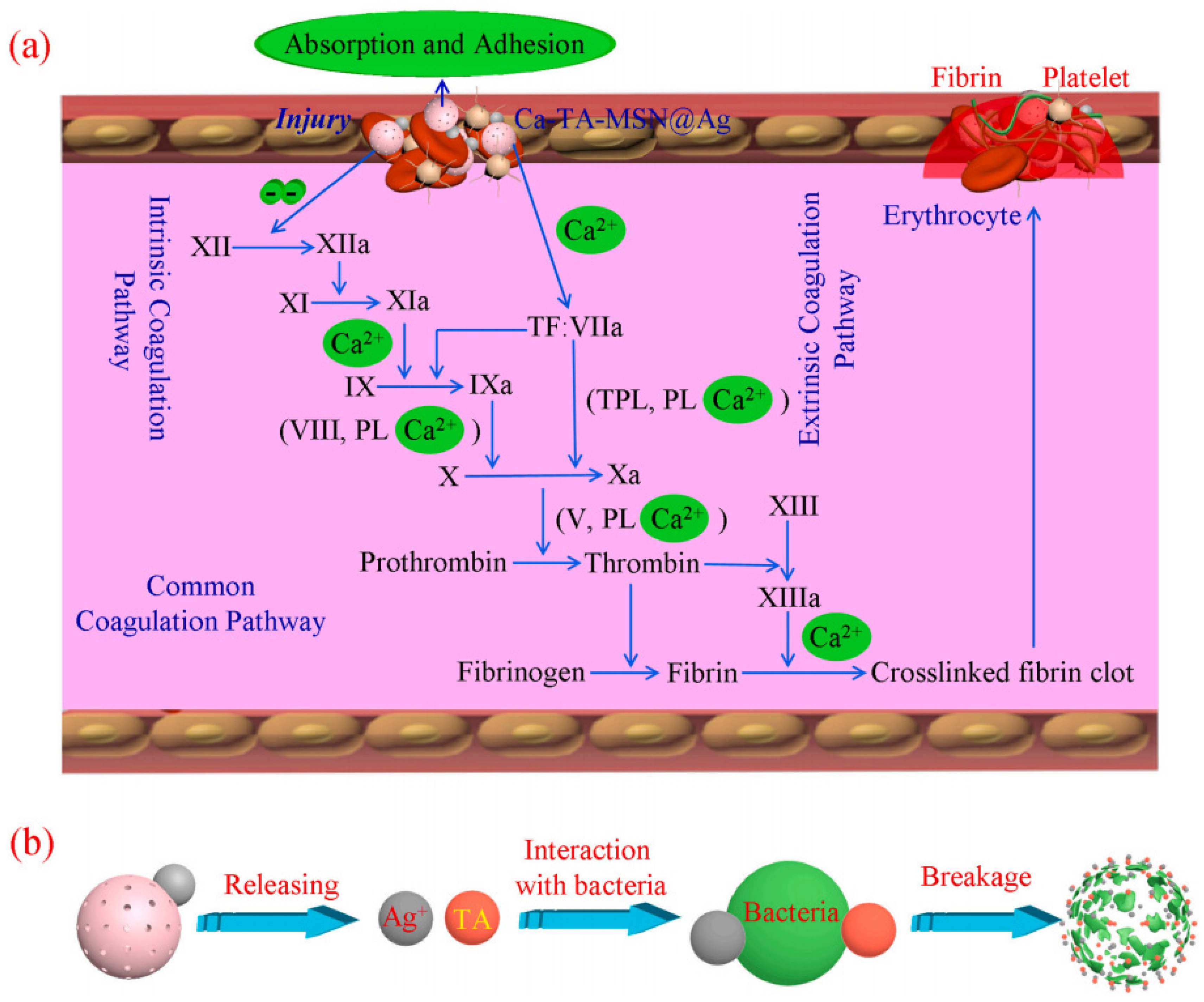 Molecules 28 02013 g011