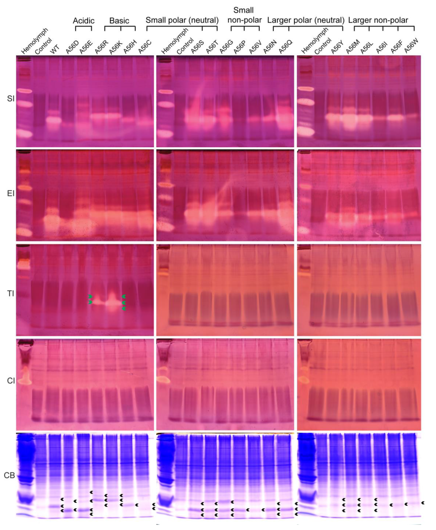 Molecules 28 02073 g004 Molecules 28 02073 g004