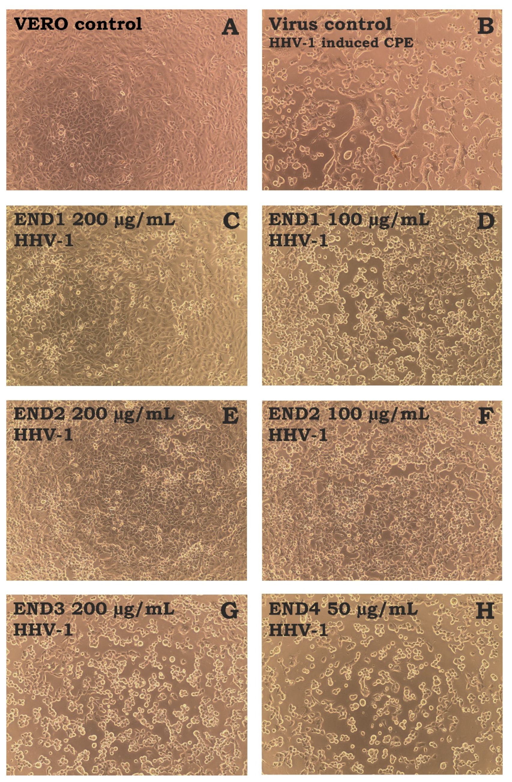 Molecules 28 02202 g004 Molecules 28 02202 g004