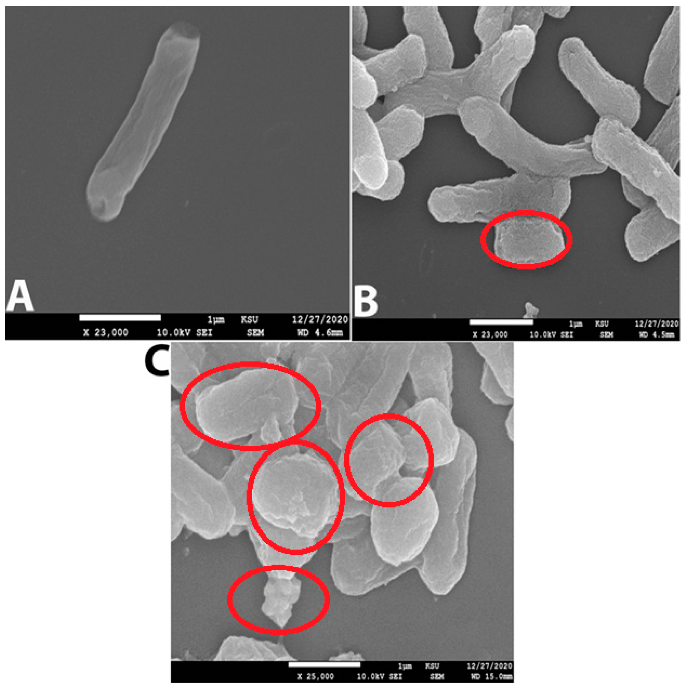 Molecules 28 02510 g010 Molecules 28 02510 g010
