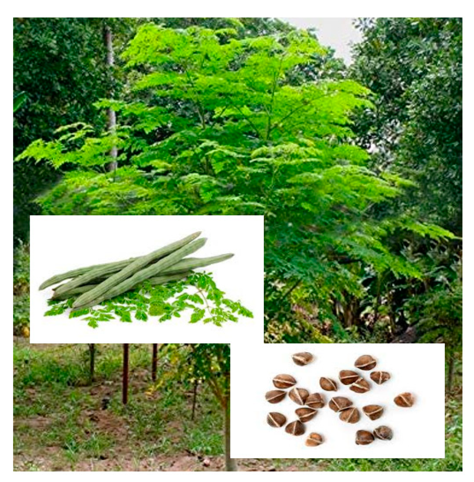 Molecules 28 02554 g006 Molecules 28 02554 g006