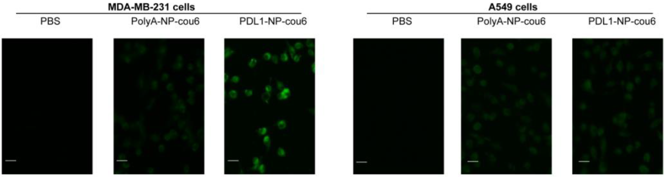 Molecules 28 02556 g005