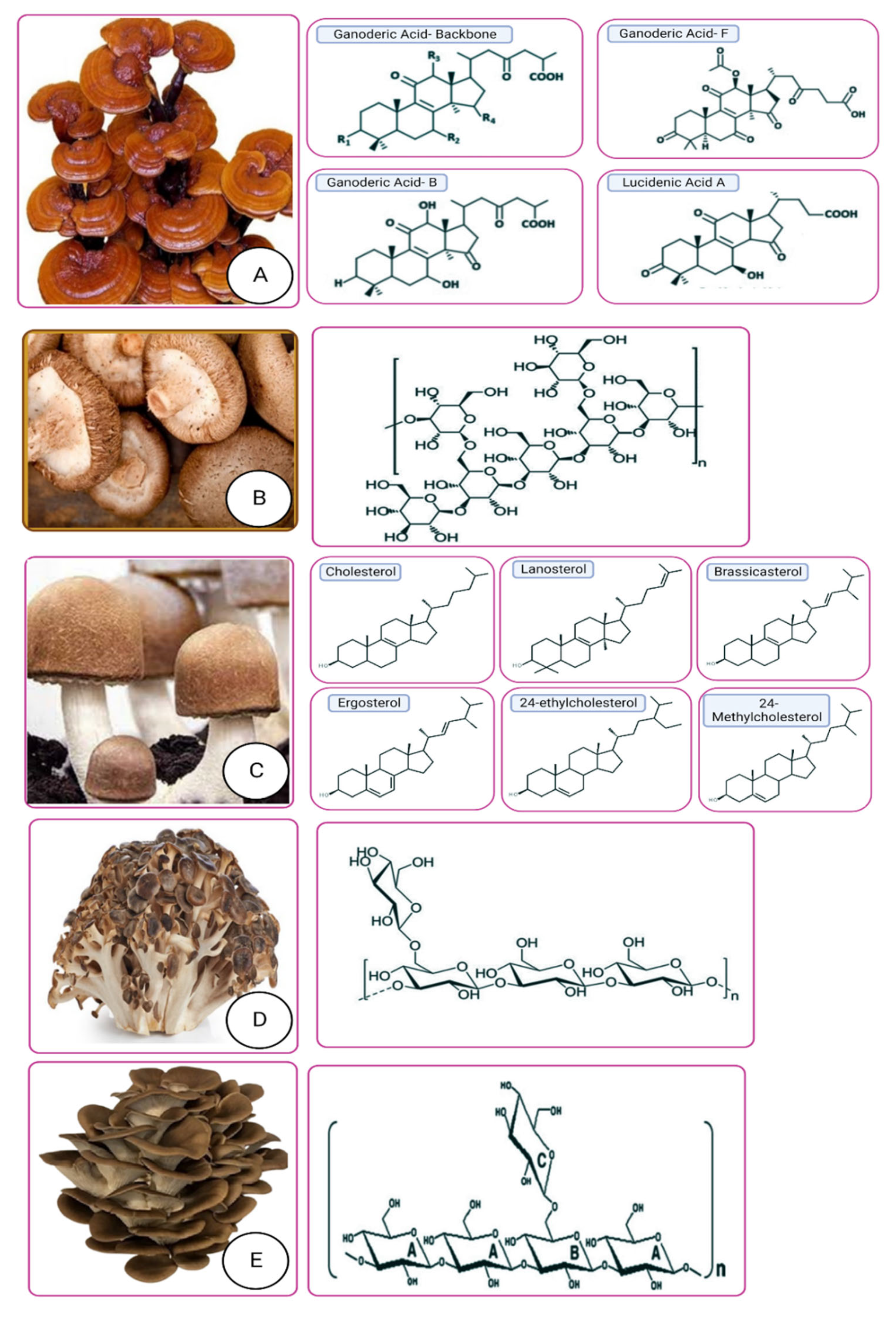 How to Dry Shrooms - DoubleBlind Mag