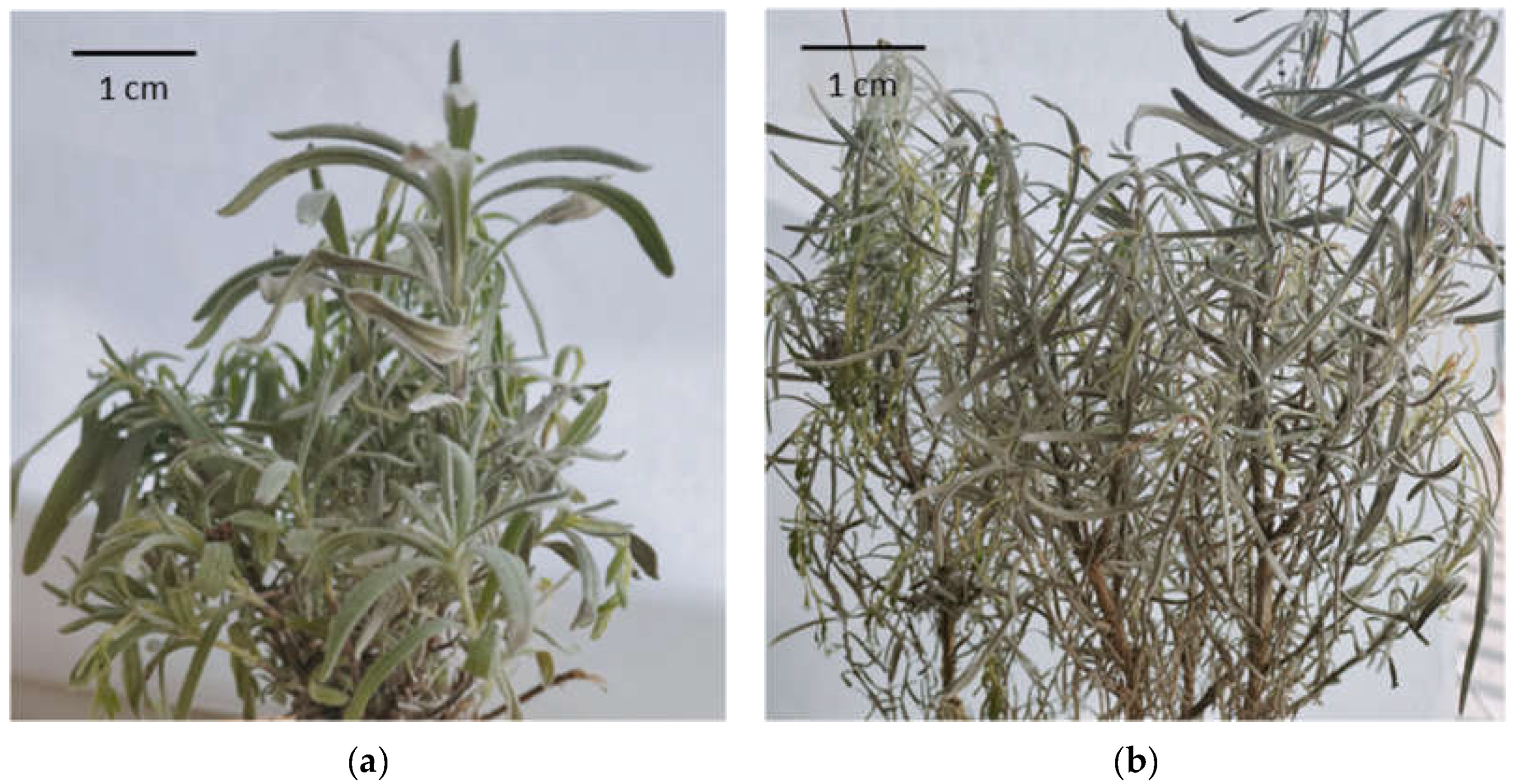 Molecules 28 02943 g002 Molecules 28 02943 g002