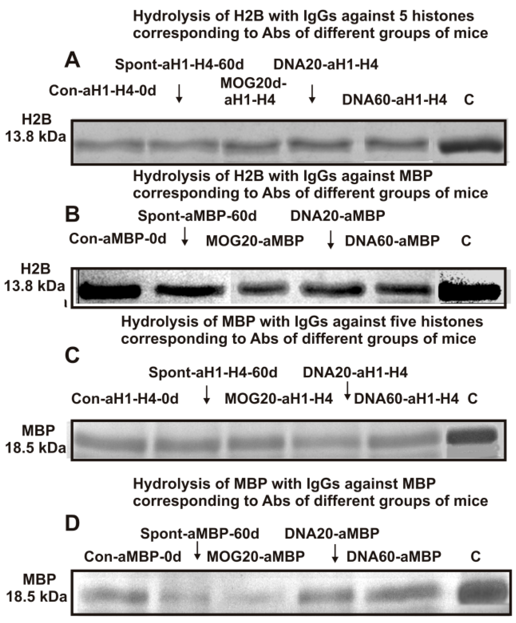 Molecules | Free Full-Text | EAE of Mice: Enzymatic Cross Site