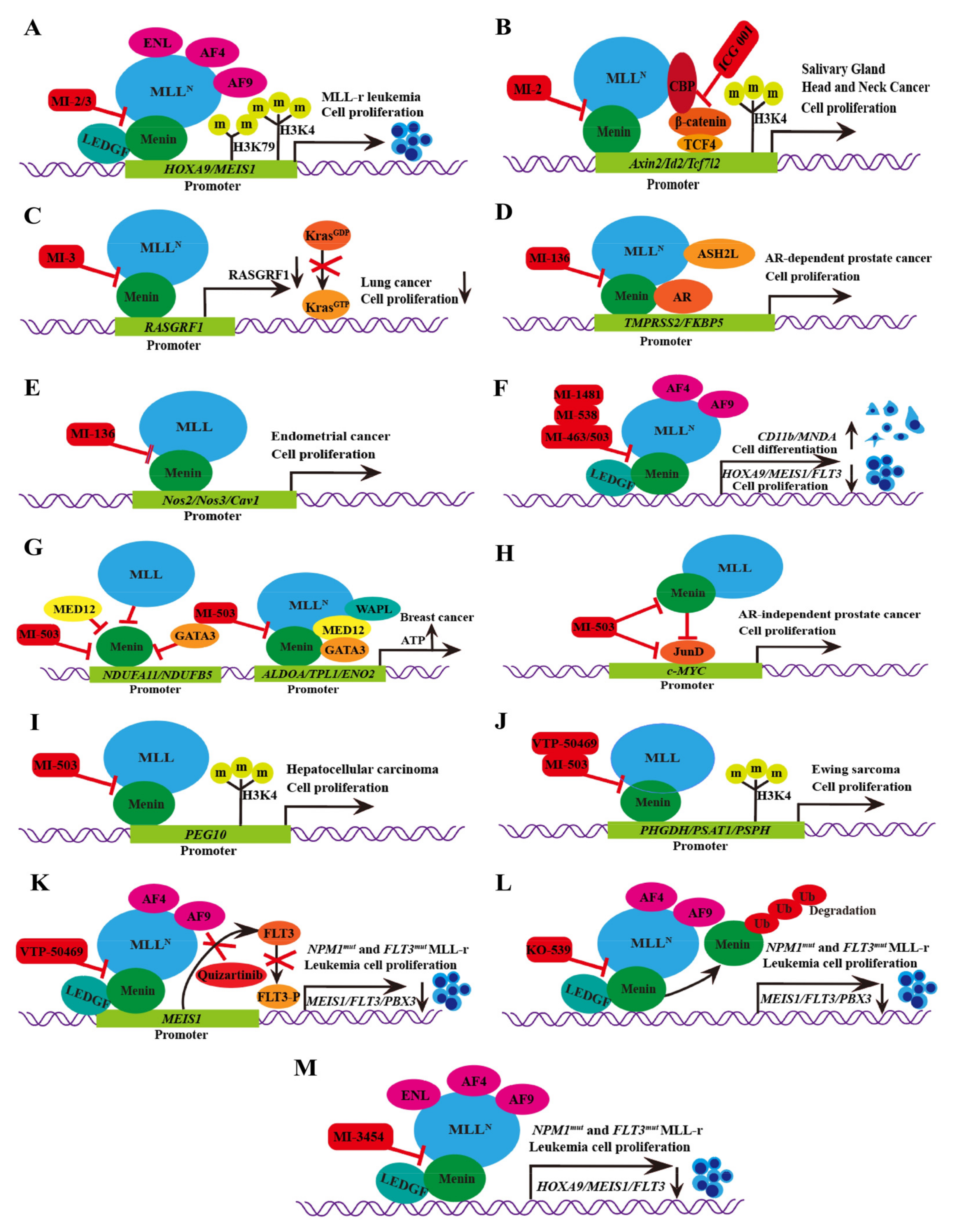 Menin-MLL inhibitors reverse oncogenic activity of MLL fusion proteins in  leukemia