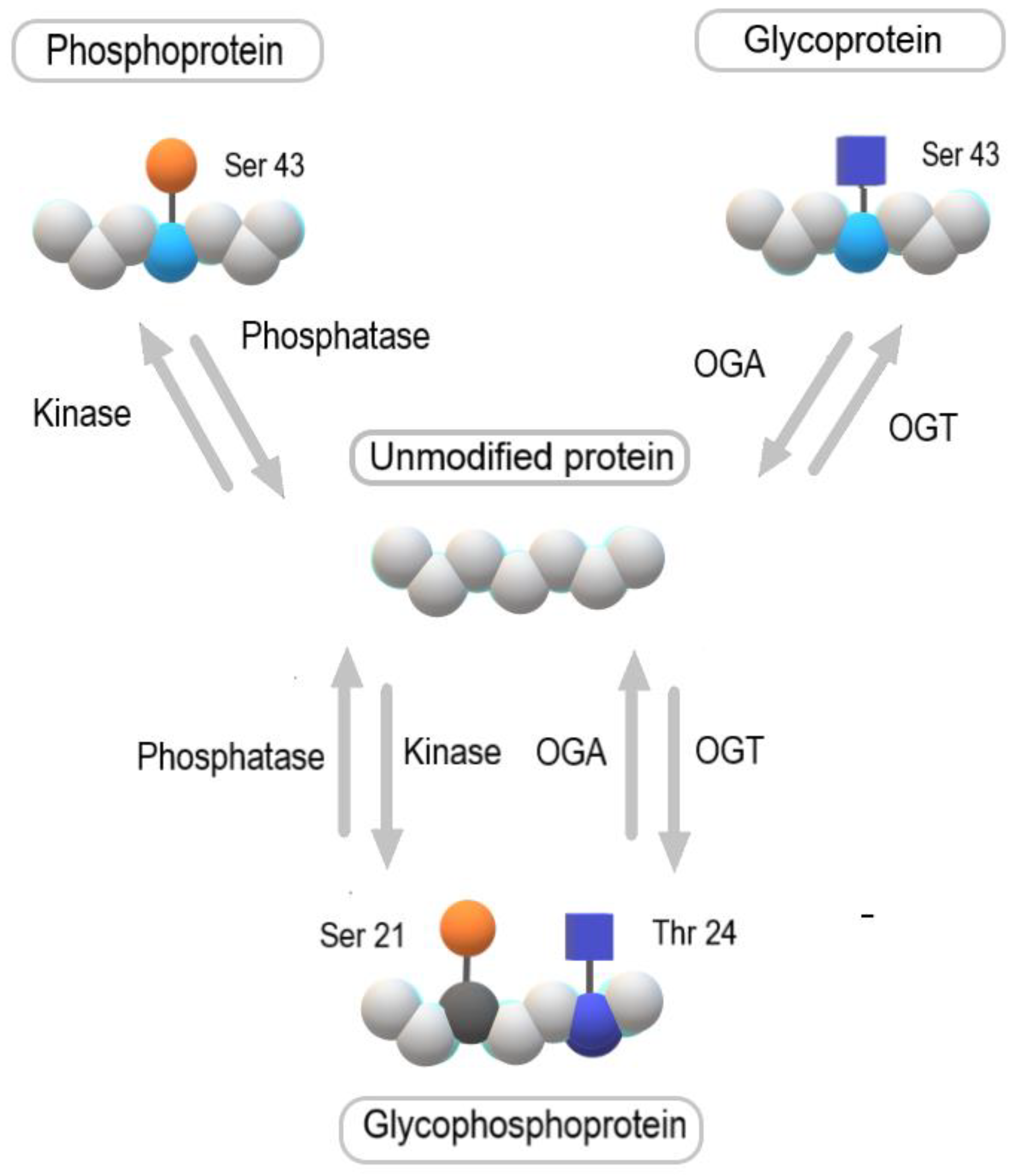 Molecules Free FullText Altered Glycosylation in Progression and