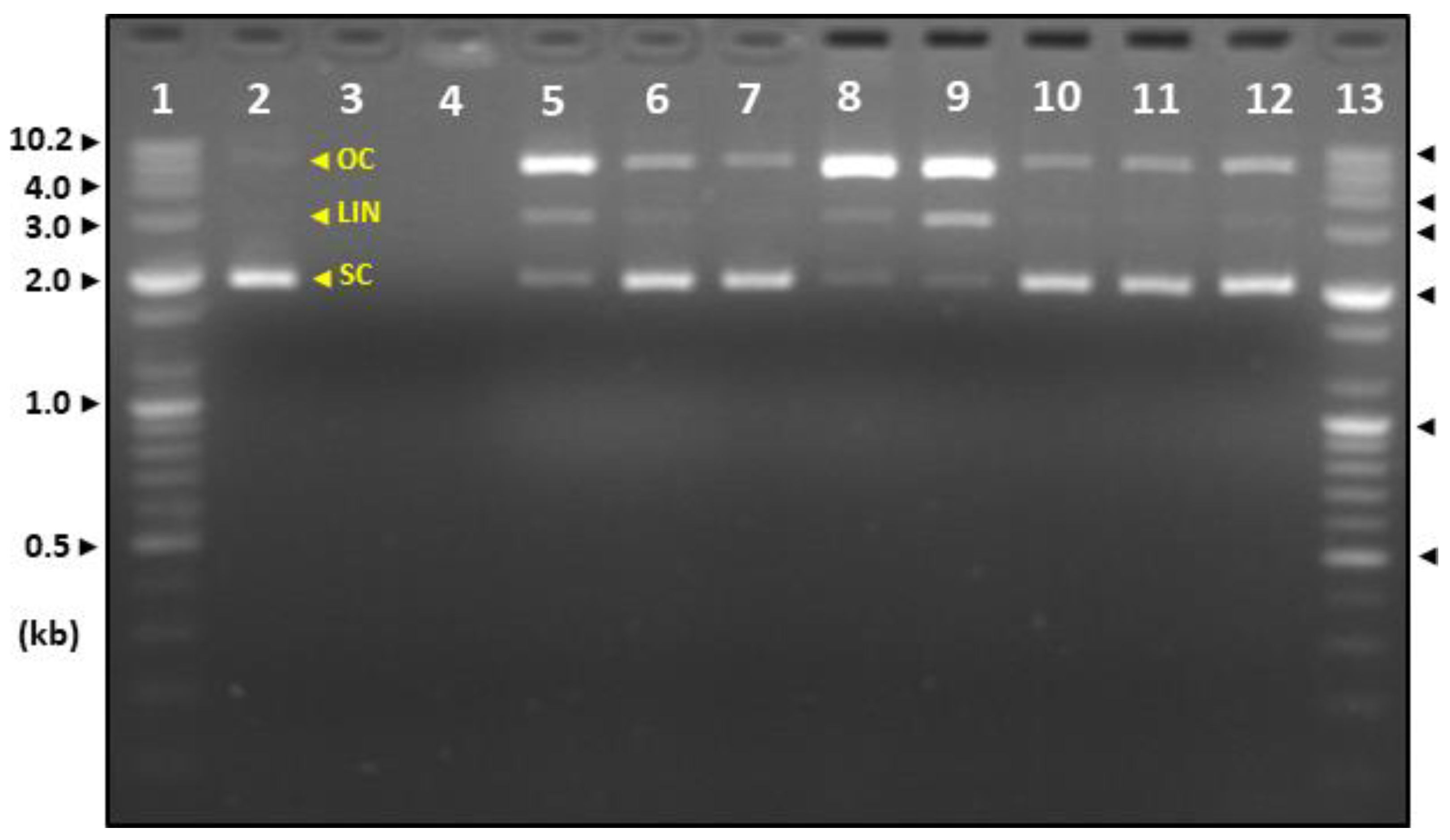 Molecules 28 03516 g007 Molecules 28 03516 g007