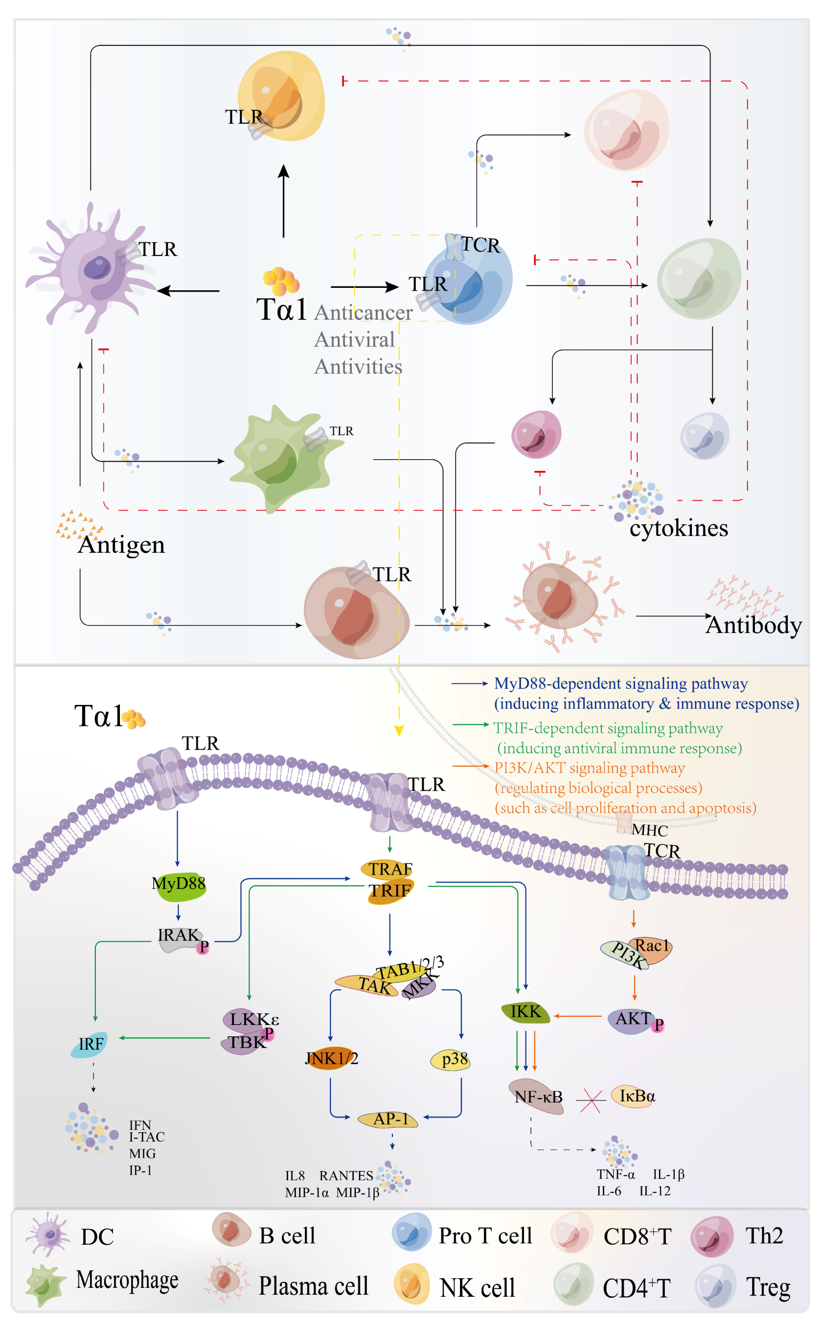 Thymosin α1 protects from CTLA-4 intestinal immunopathology