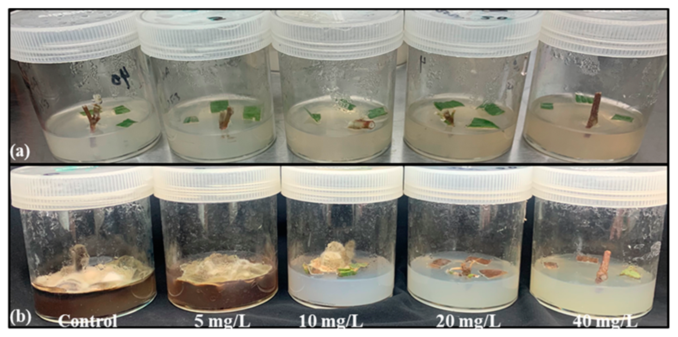 Molecules 28 03666 g002