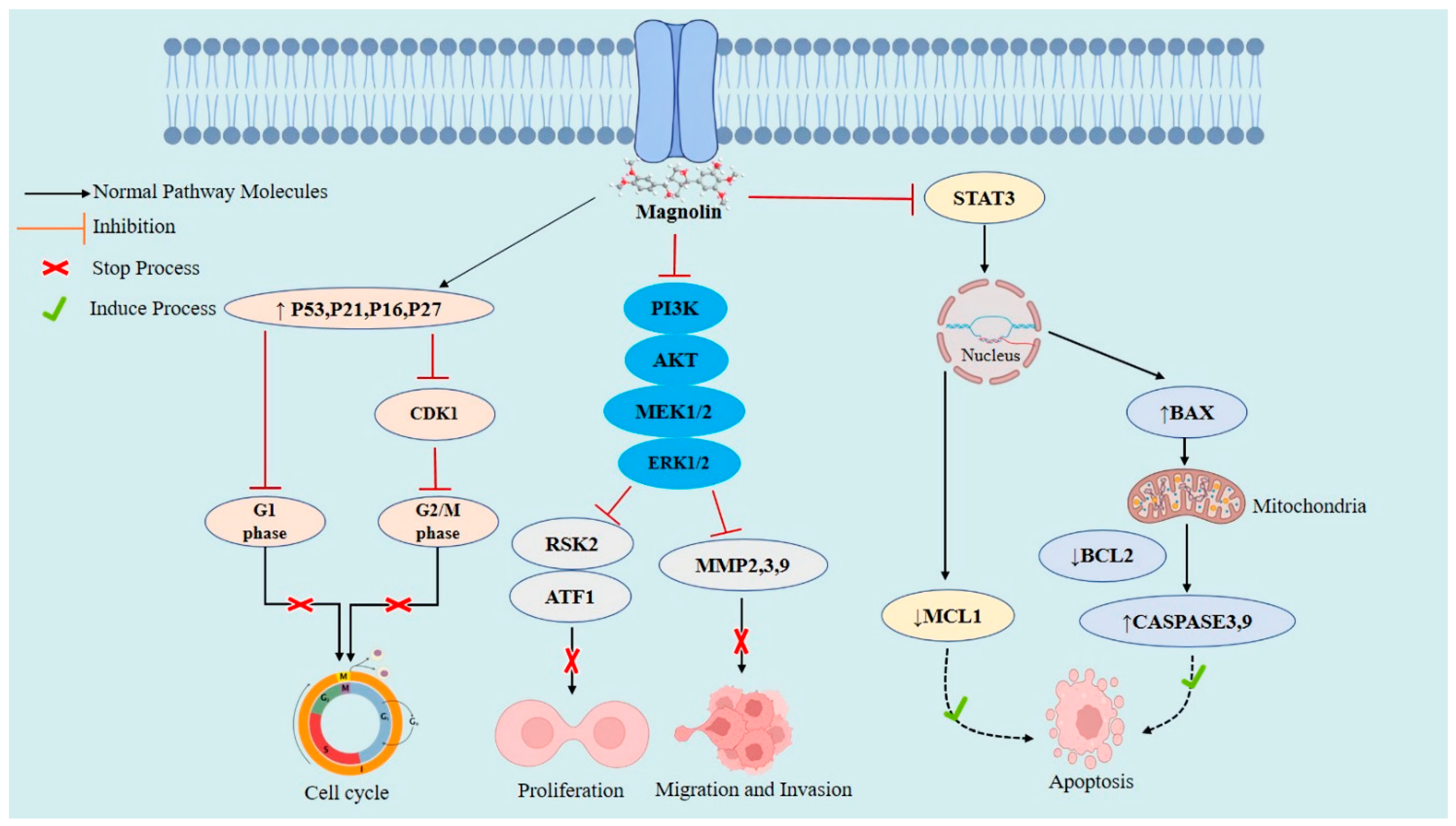 Molecules | Free Full-Text | Anticancer Potentials of the Lignan ...