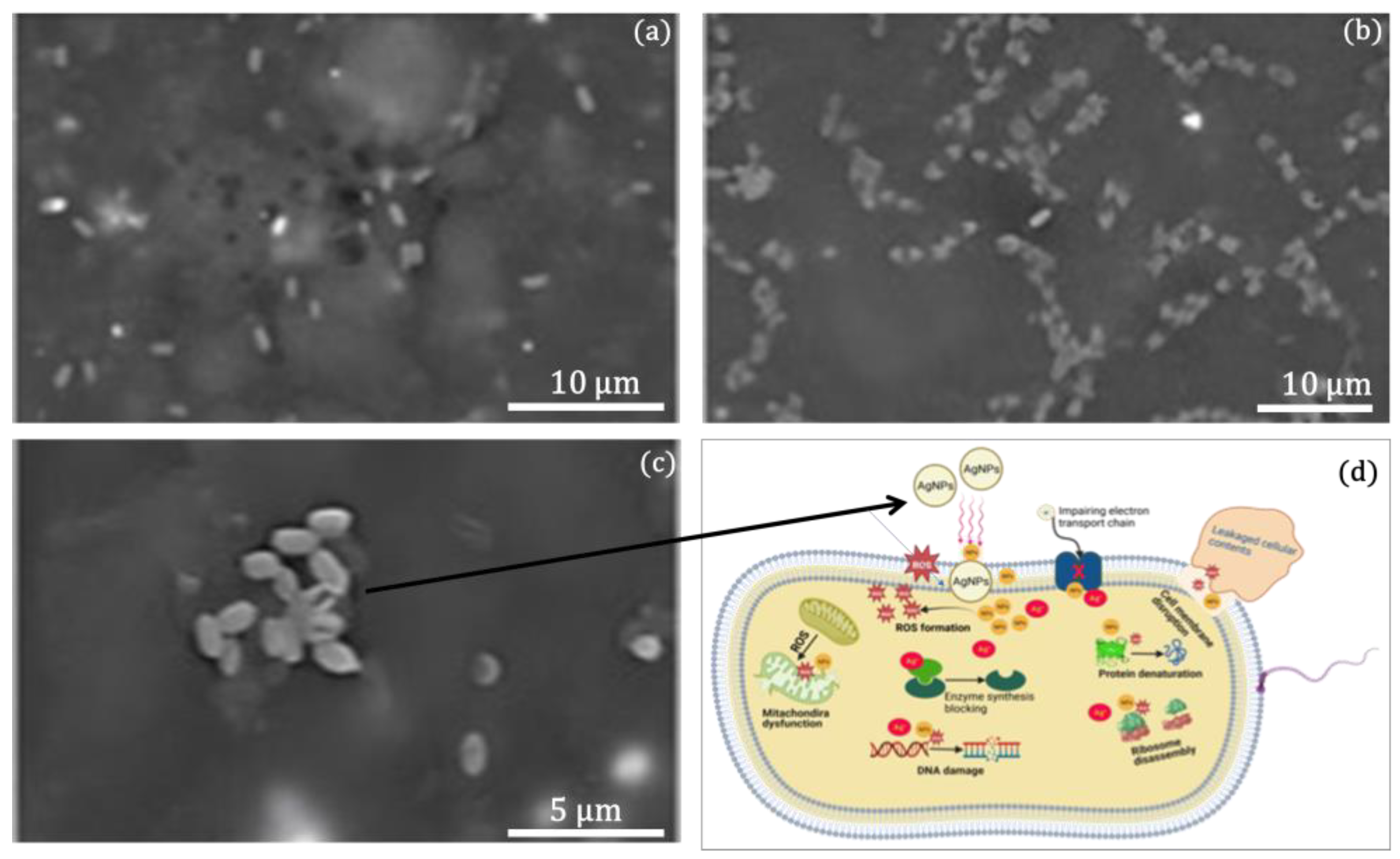 Molecules 28 03699 g007