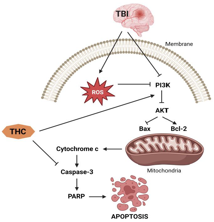 Molecules 28 03734 g005 Molecules 28 03734 g005