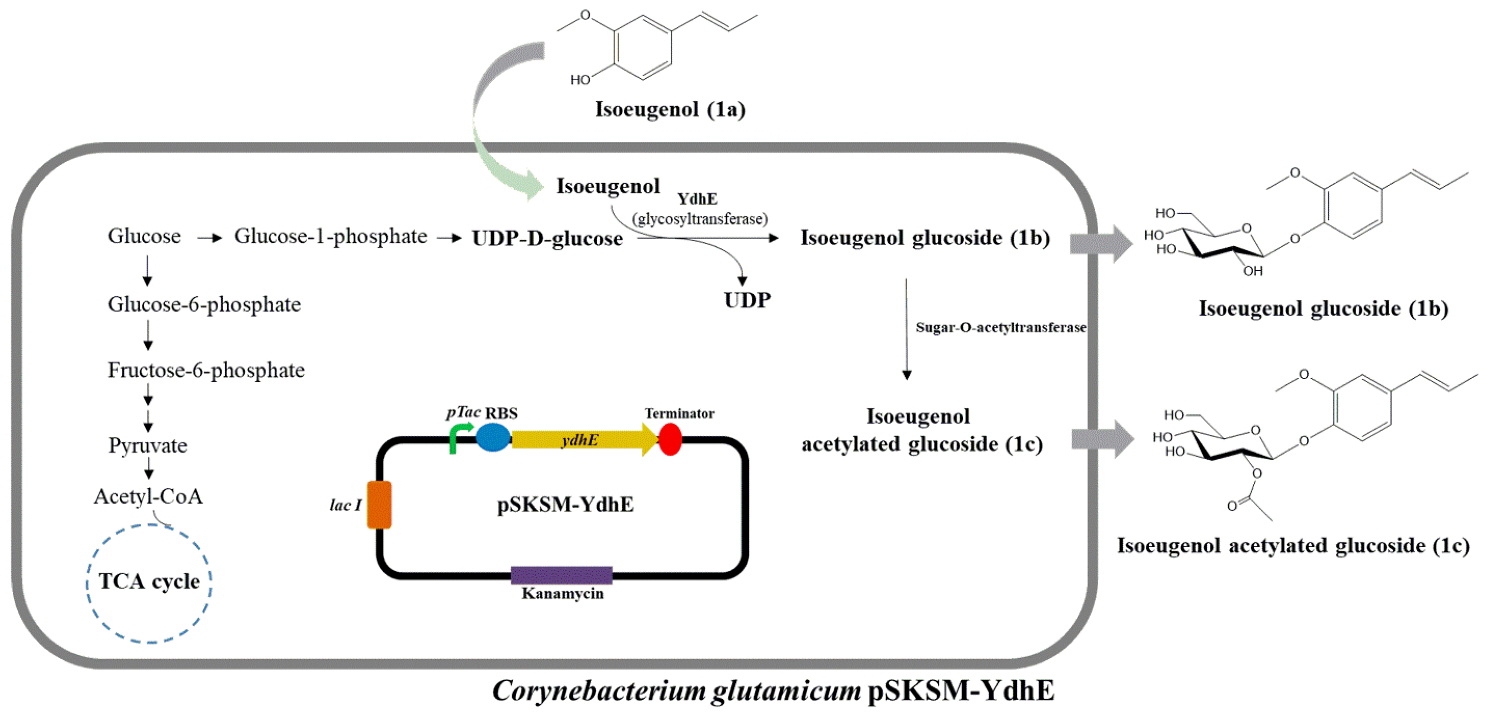 Molecules 28 03789 g001 Molecules 28 03789 g001