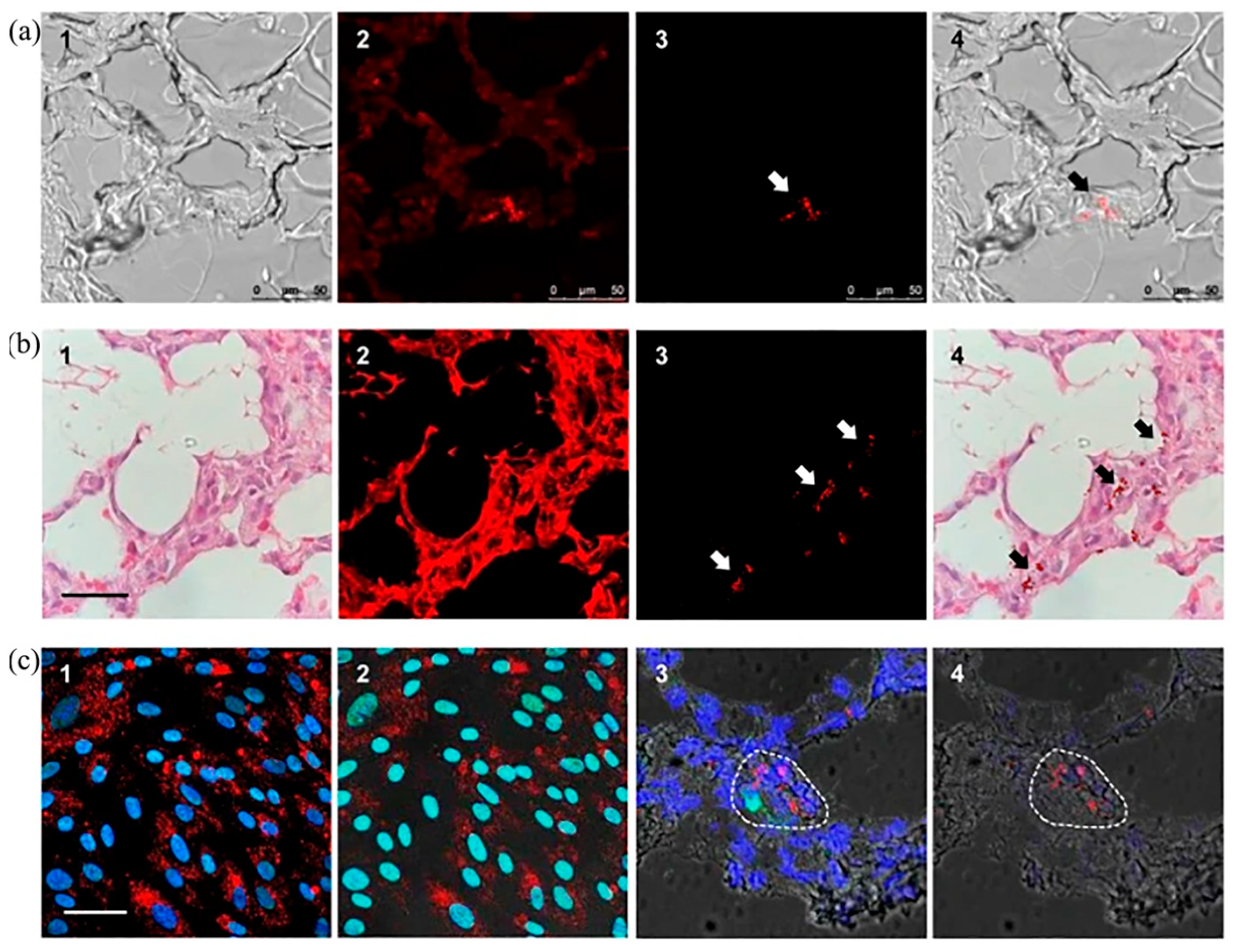 Molecules 28 04063 g007