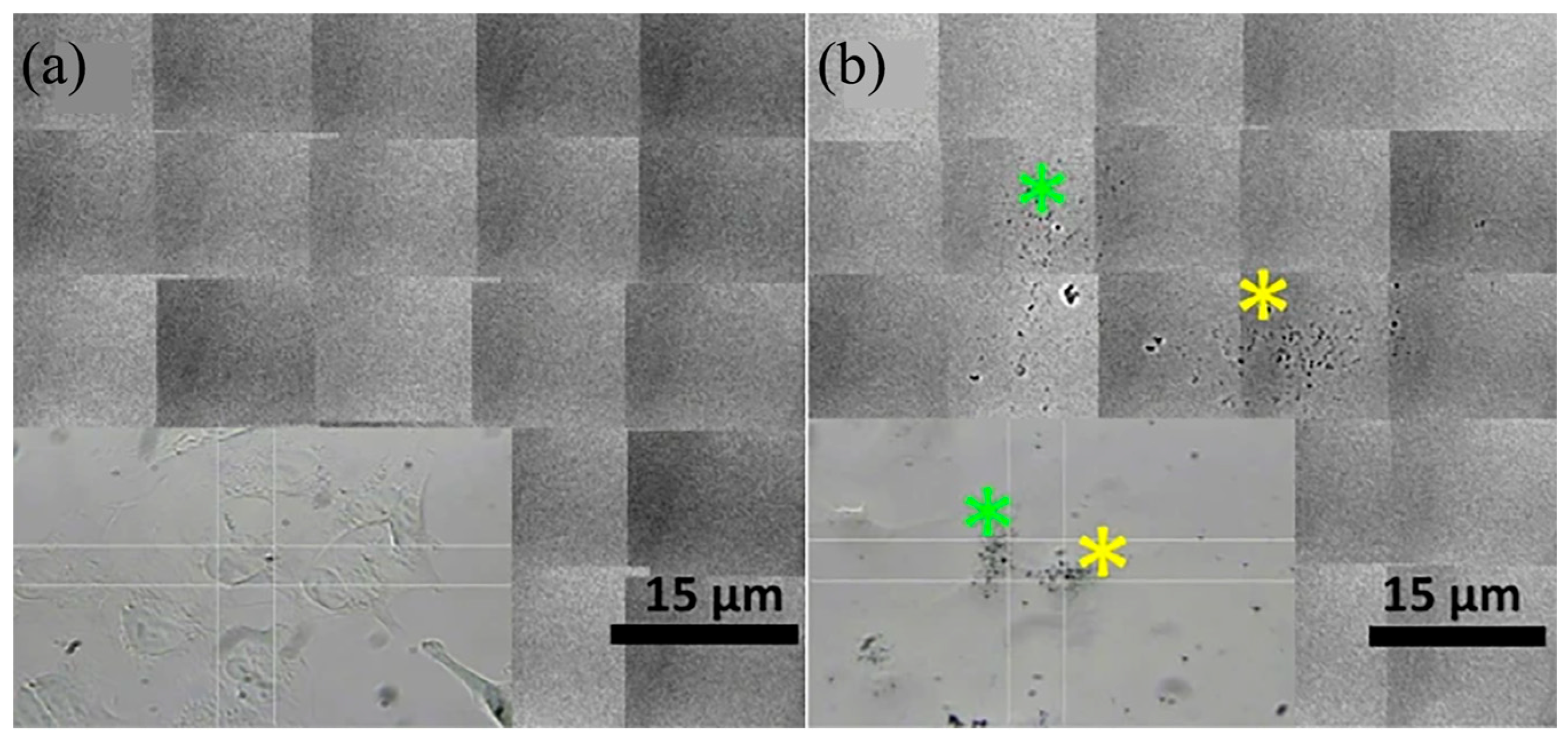 Molecules 28 04063 g011