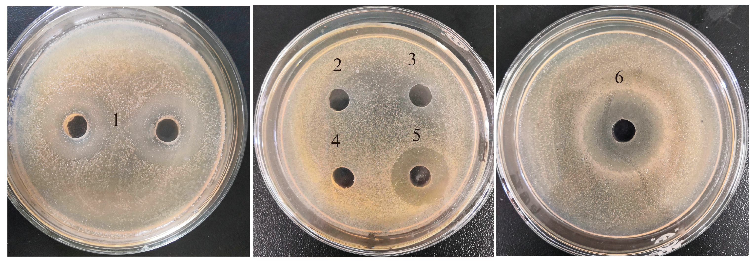 Molecules 28 04105 g001