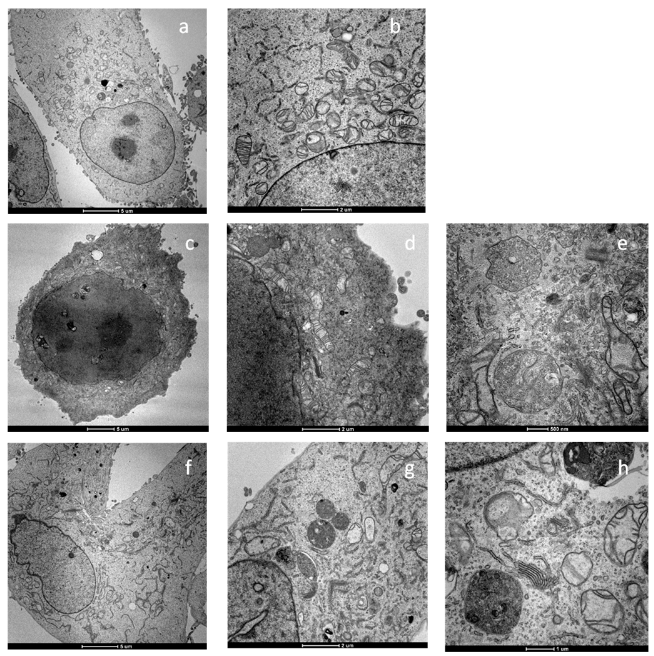 Molecules 28 04112 g005