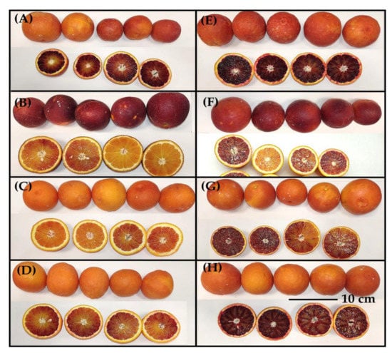 Moro” and “Sanguinello” Orange: from Sicily to Japan