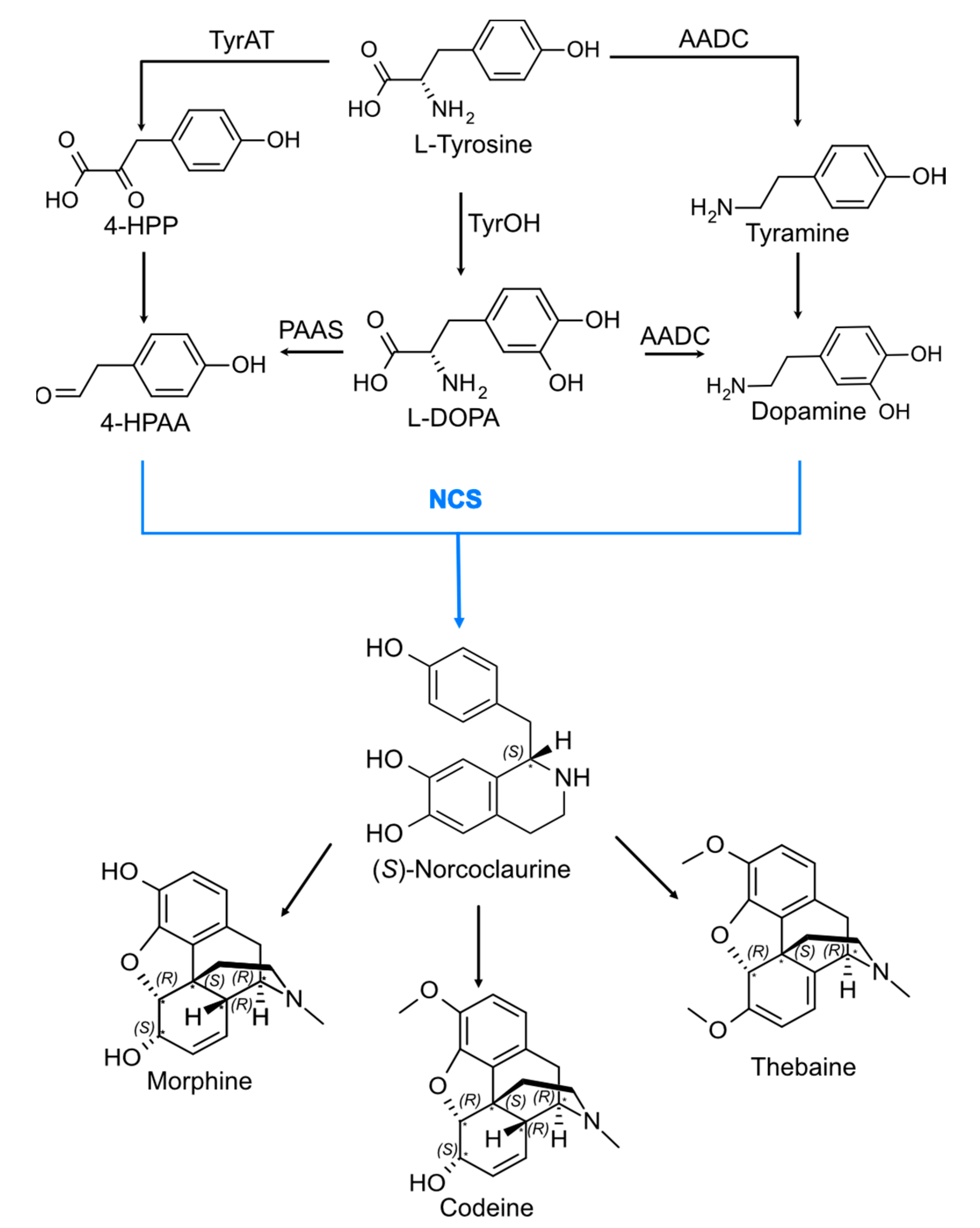 Molecules | Free Full-Text | Rational Engineering of (S)-Norcoclaurine ...