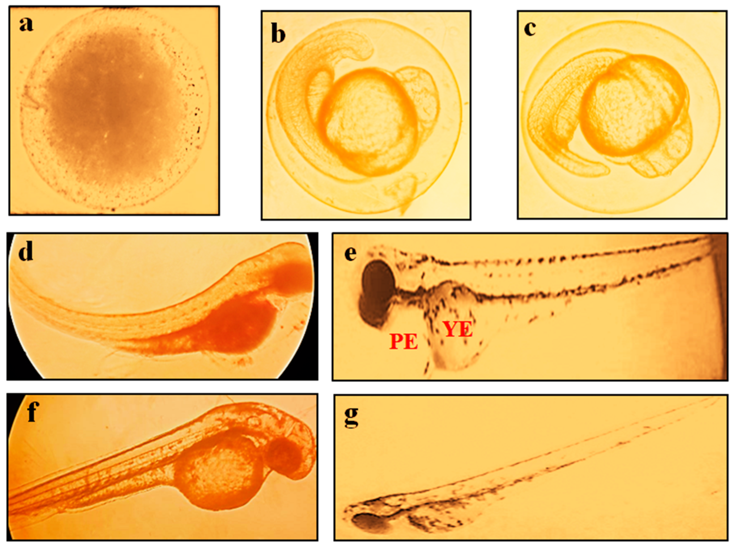 Molecules 28 04358 g004