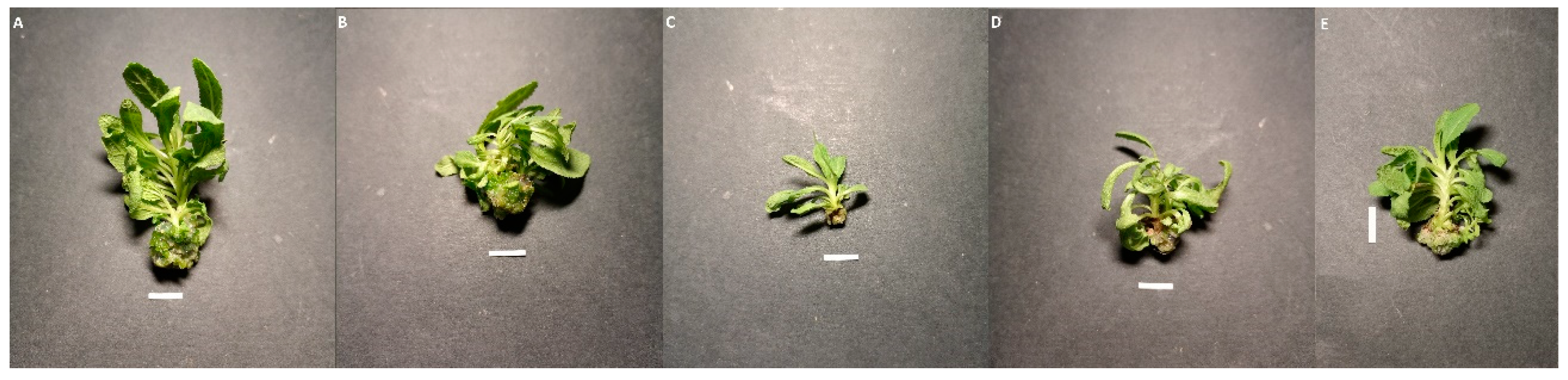 Molecules 28 04603 g003 Molecules 28 04603 g003