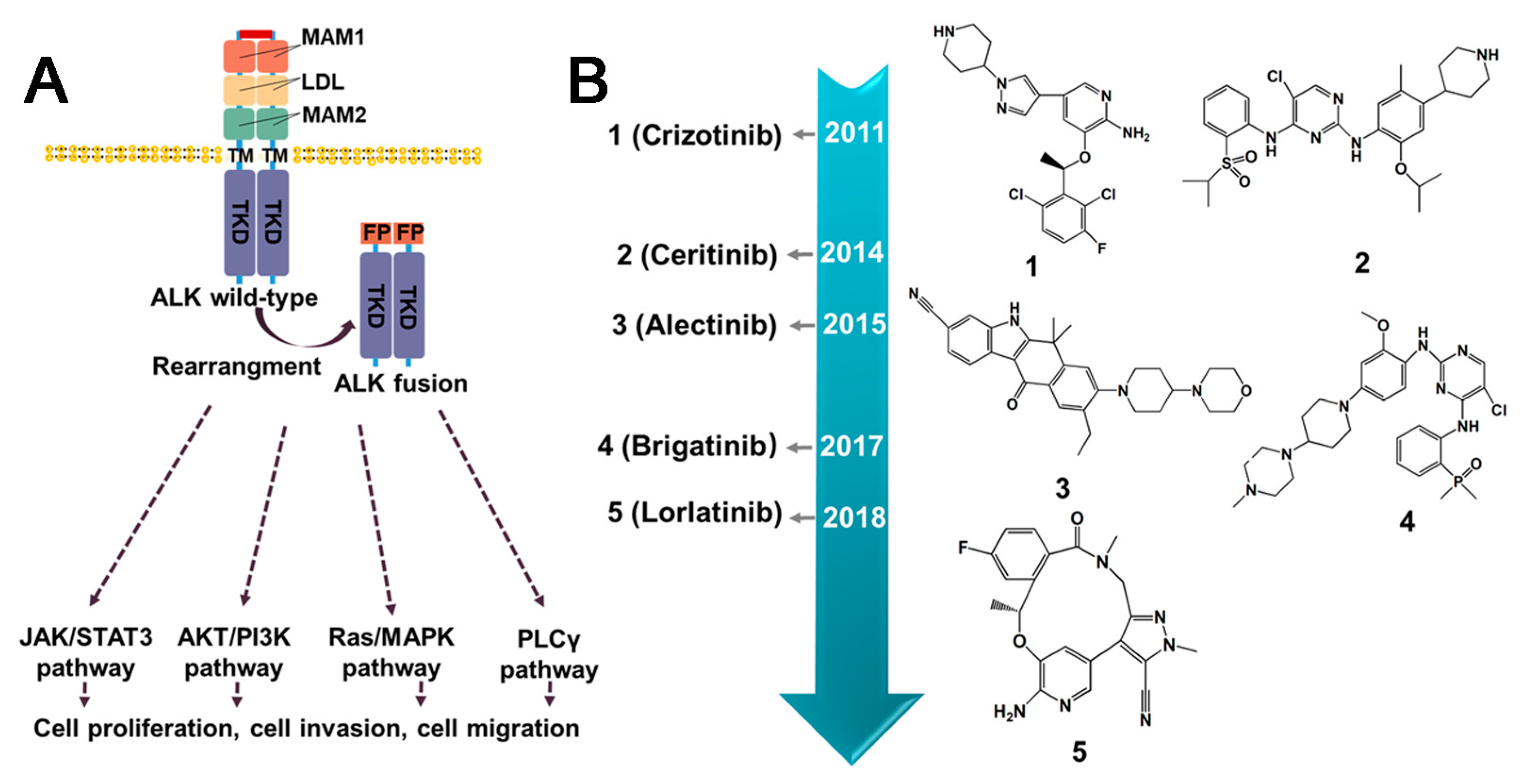 Molecules | Free Full-Text | Small Molecule Inhibitors as Therapeutic  Agents Targeting Oncogenic Fusion Proteins: Current Status and Clinical