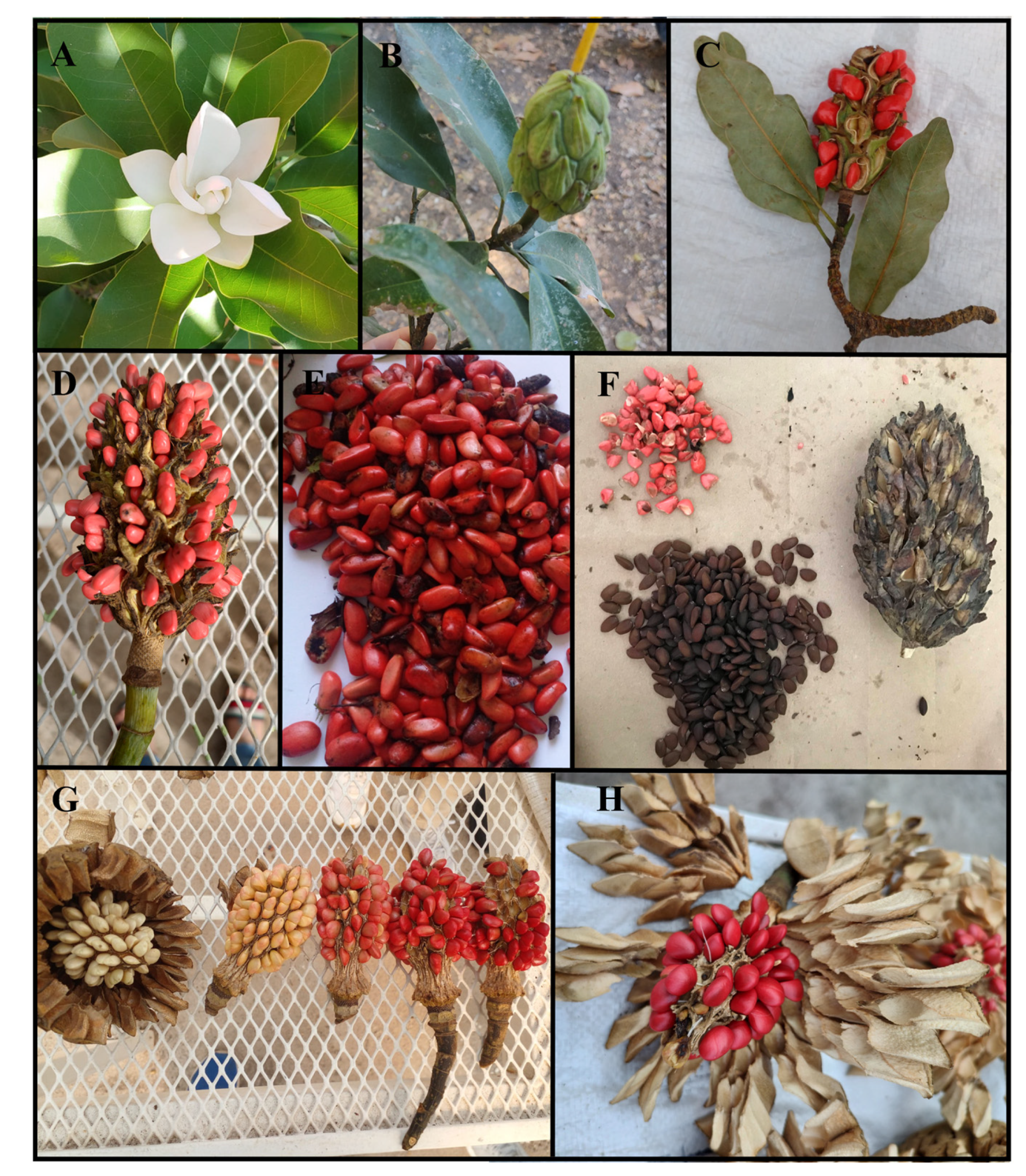 Molecules | Free Full-Text | The Potential of Magnolia spp. in the 