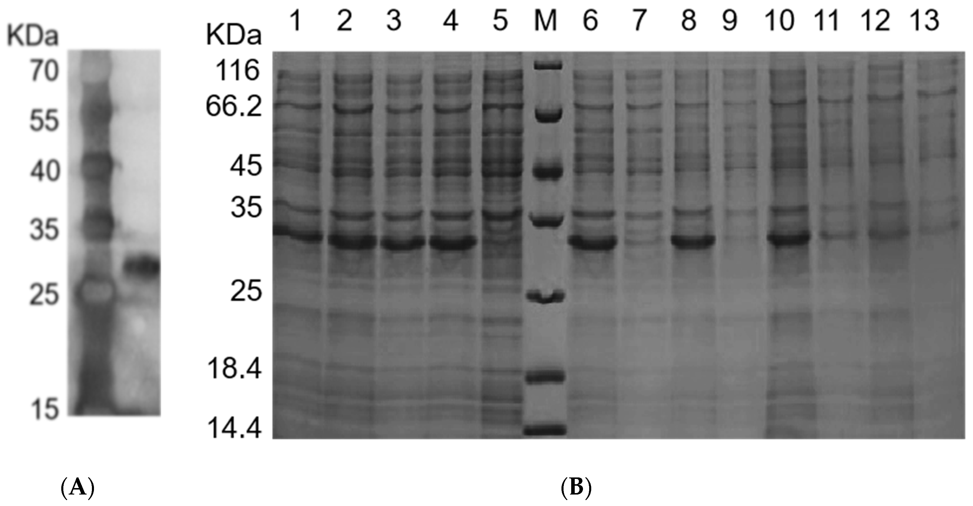 Molecules 28 04796 g004