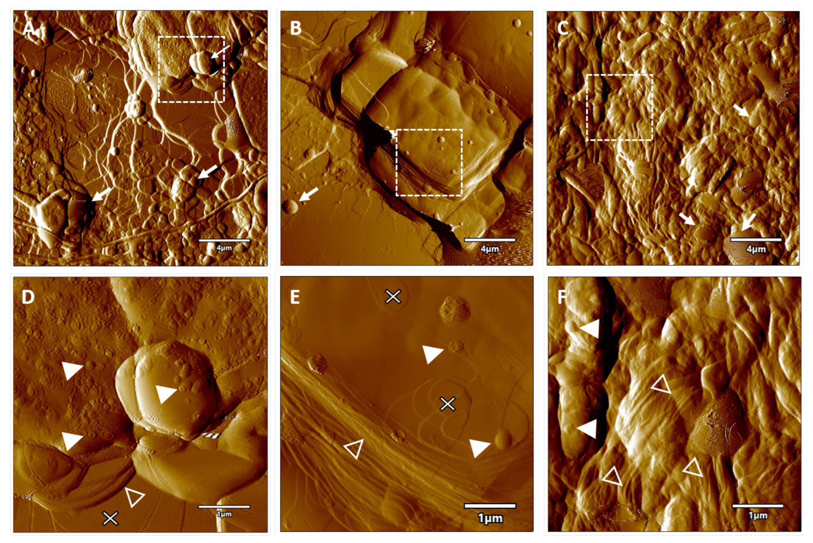 Molecules 28 05125 g005