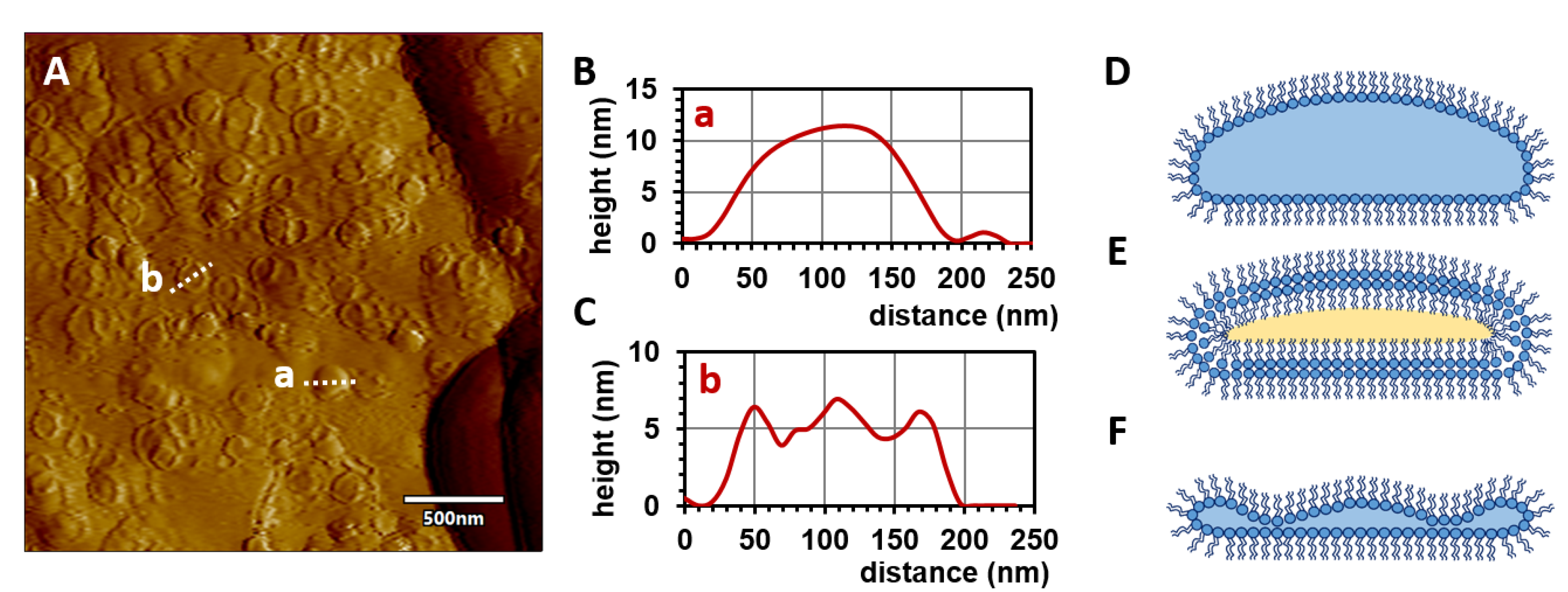 Molecules 28 05125 g006