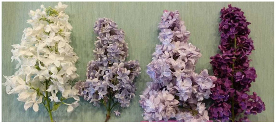 Preservative solutions extends flower vase life of lilac