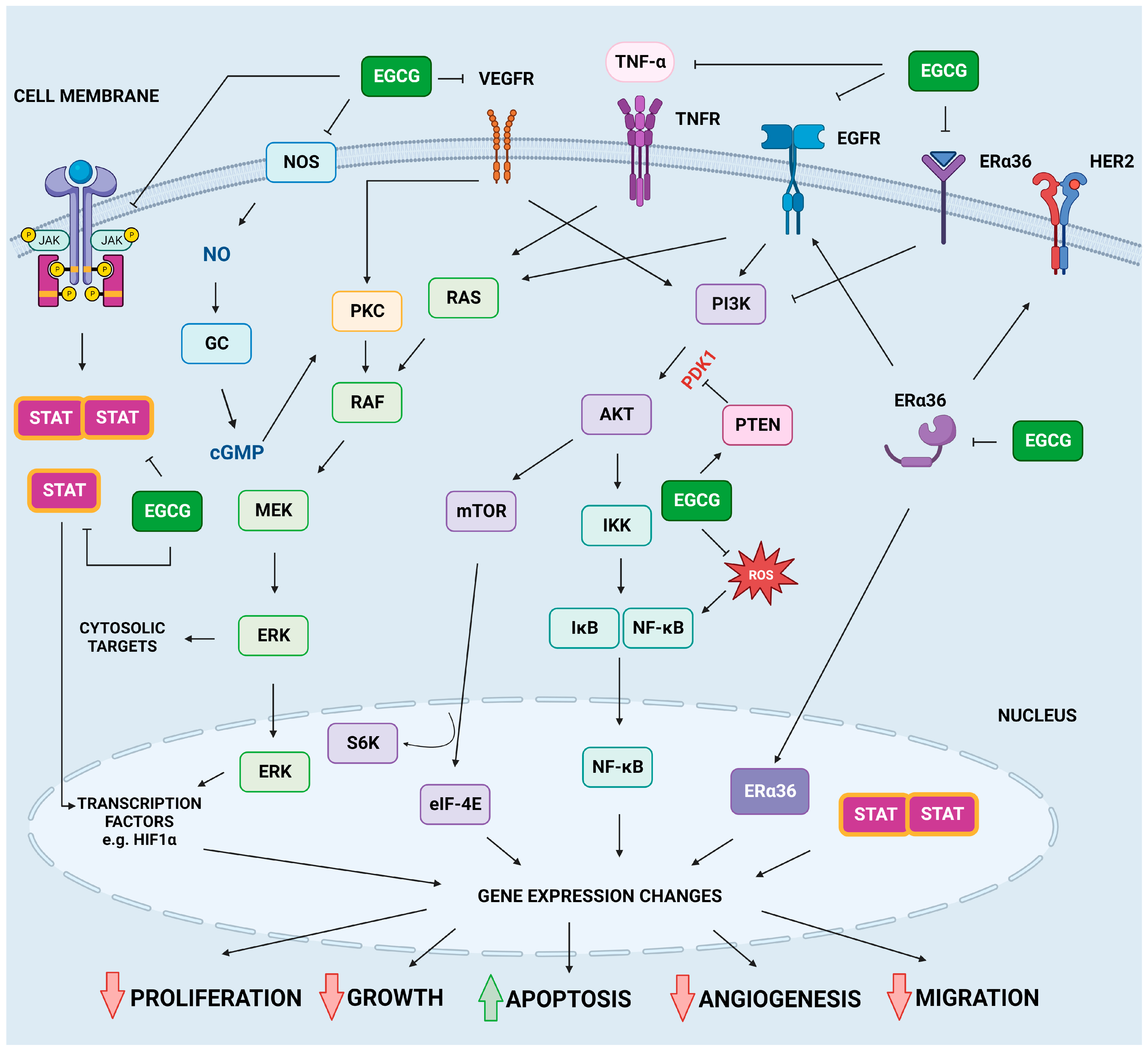 Molecules | Free Full-Text | Epigallocatechin-3-Gallate Therapeutic  Potential in Cancer: Mechanism of Action and Clinical Implications