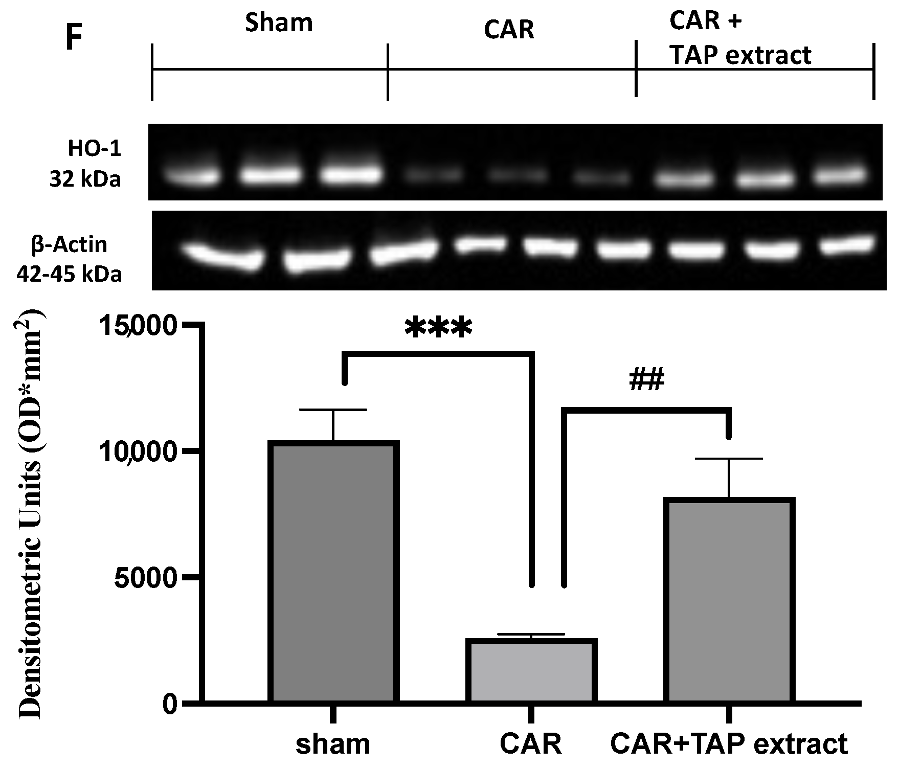 Molecules 28 05376 g005b Molecules 28 05376 g005b