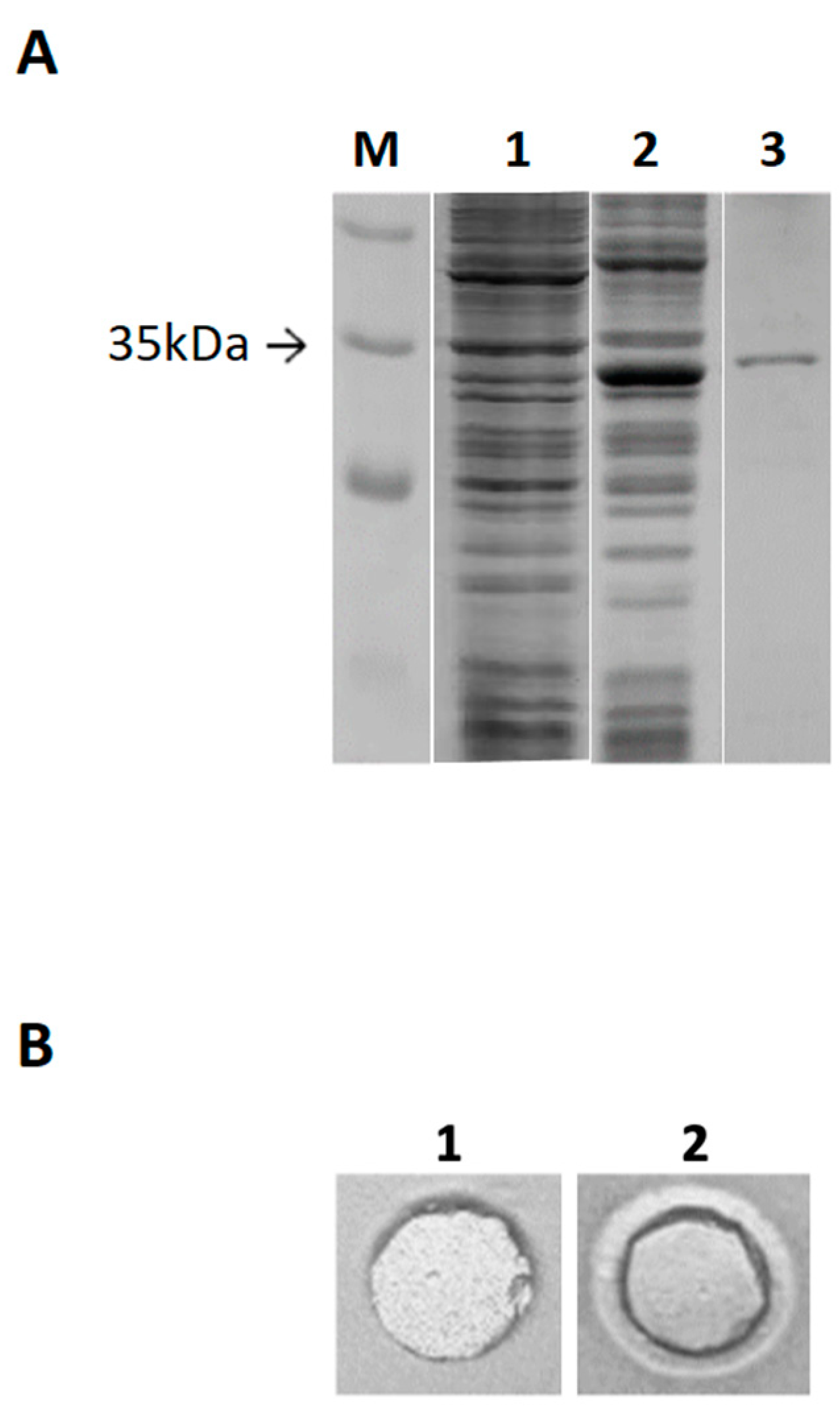Molecules 28 05410 g005