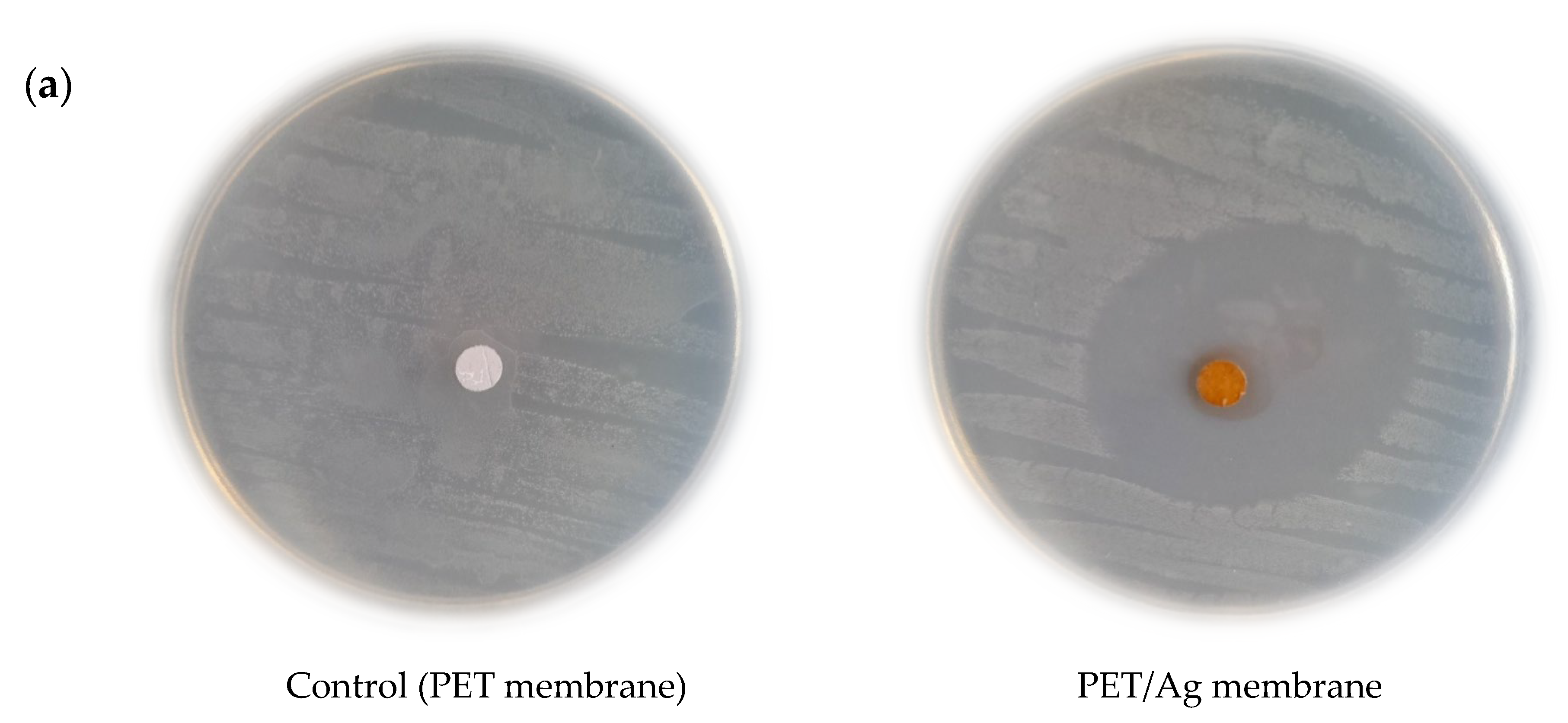 Molecules 28 05439 g005a