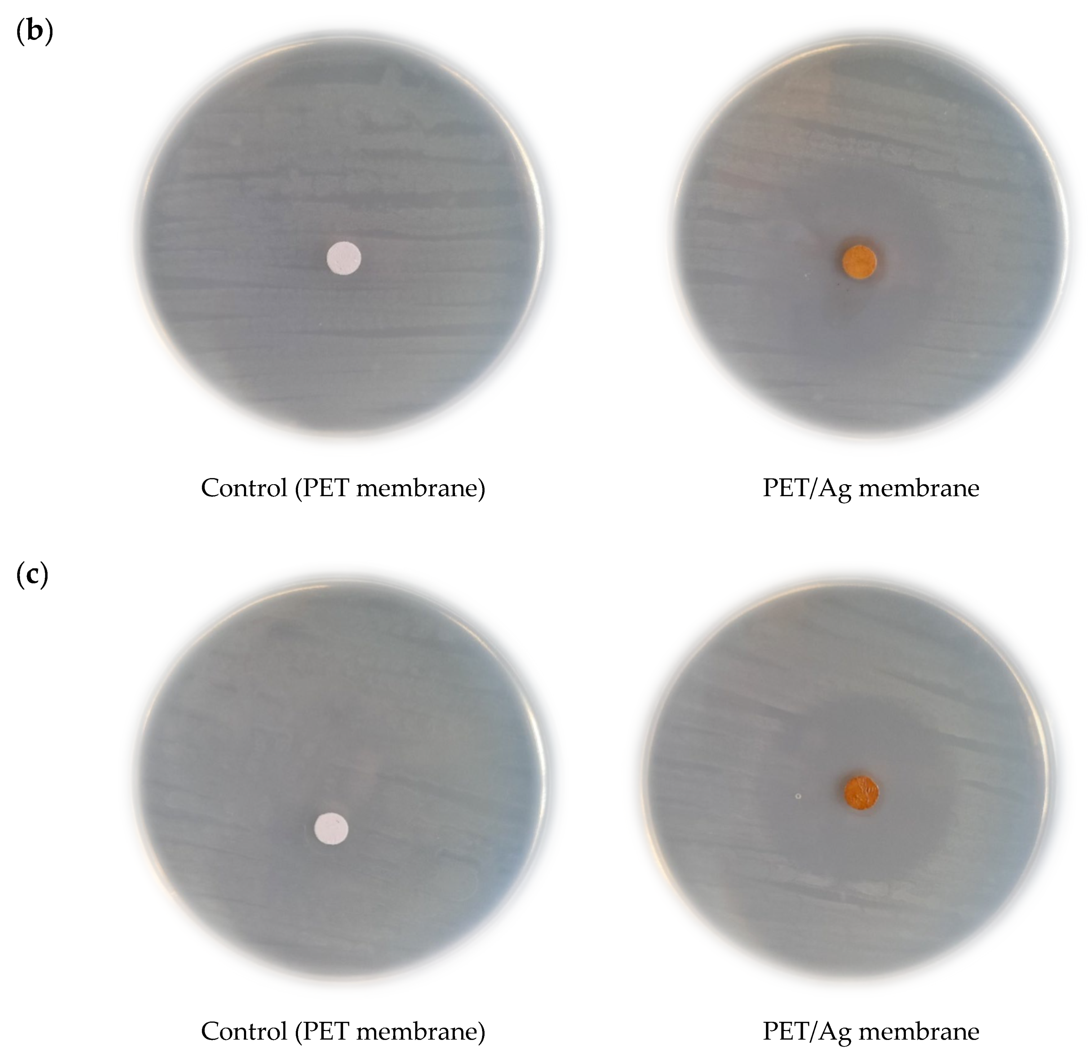 Molecules 28 05439 g005b